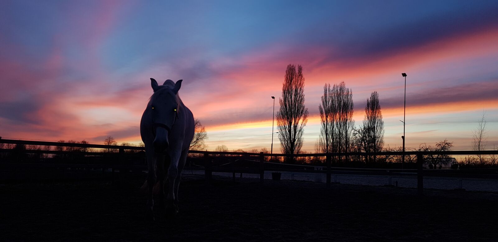 Samsung Galaxy S8 sample photo. Horse, sunset, dutch photography