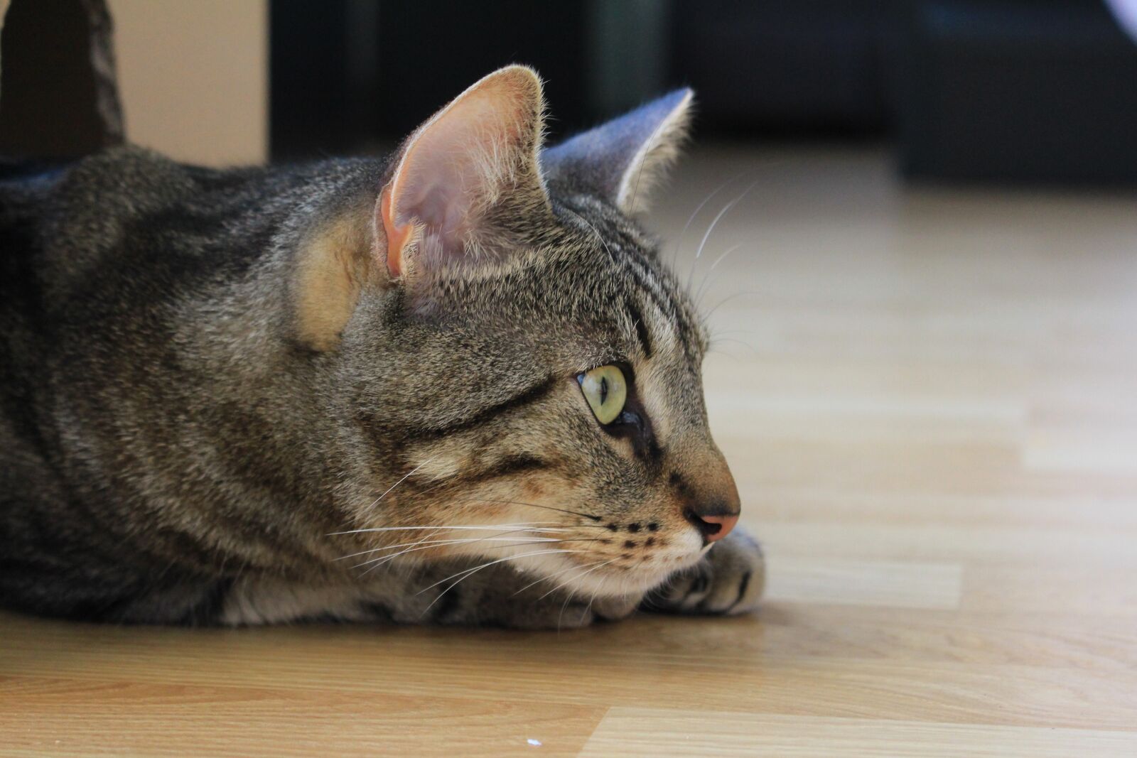 Canon EOS 700D (EOS Rebel T5i / EOS Kiss X7i) sample photo. Cat, pet, tabby photography