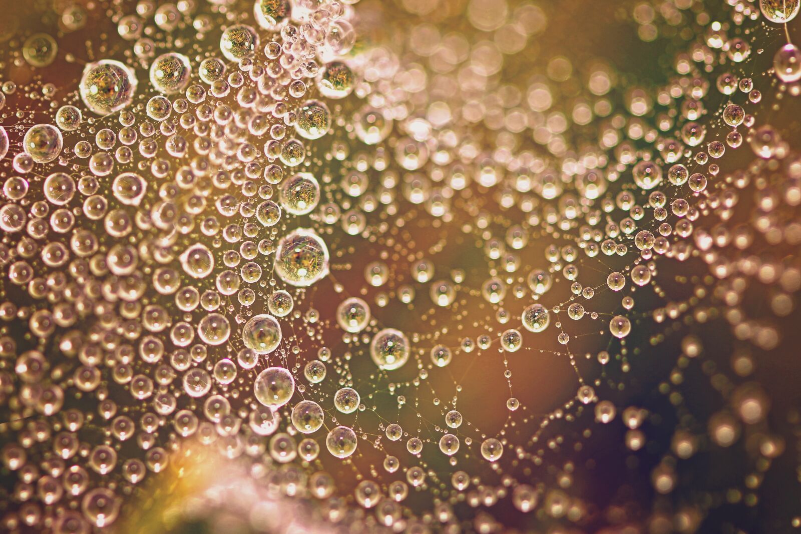 Canon EOS 70D + Canon EF 100mm F2.8 Macro USM sample photo. Dew drops, dew, water photography