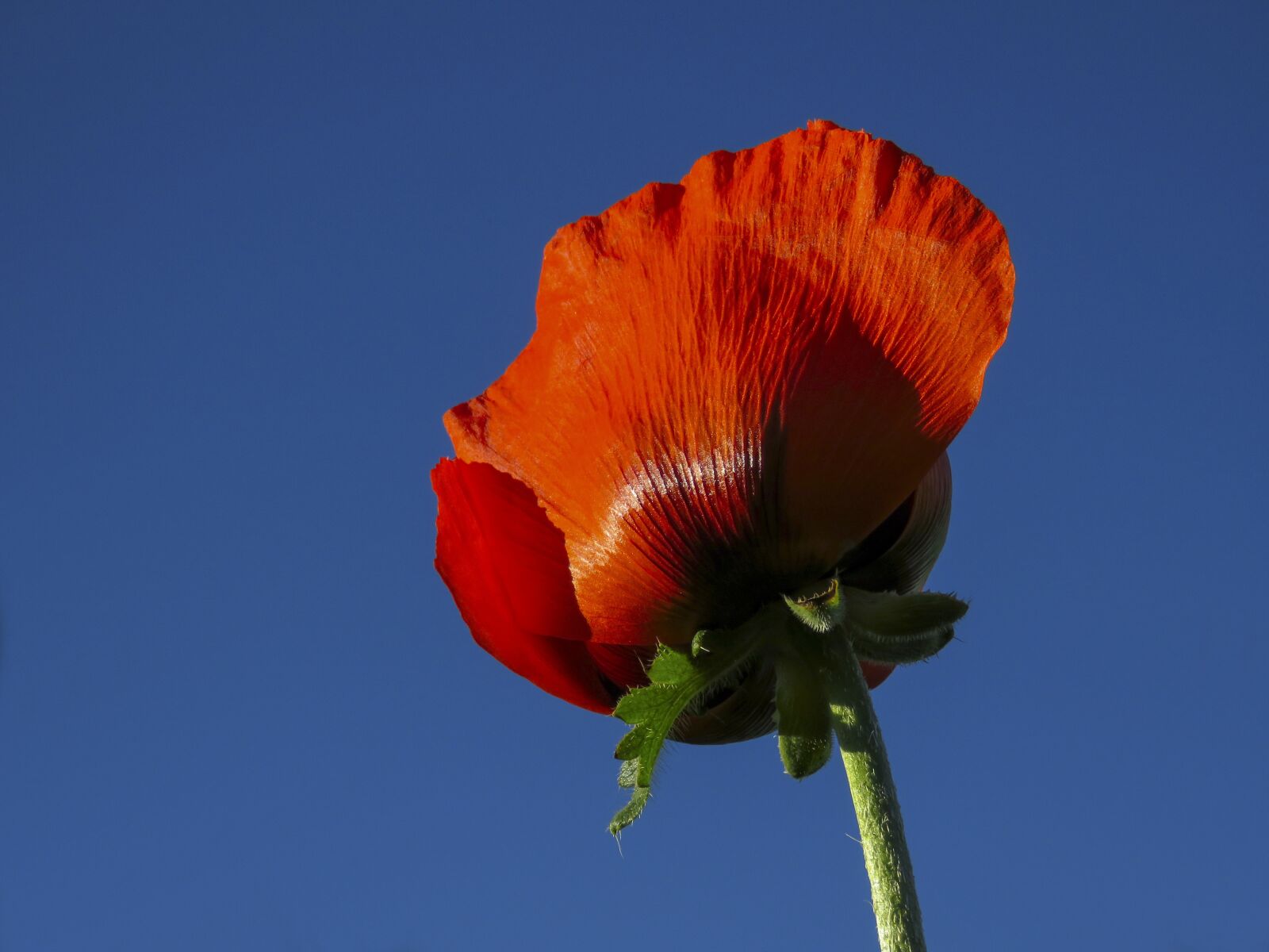 Canon PowerShot SX60 HS sample photo. Mack, red, flower photography