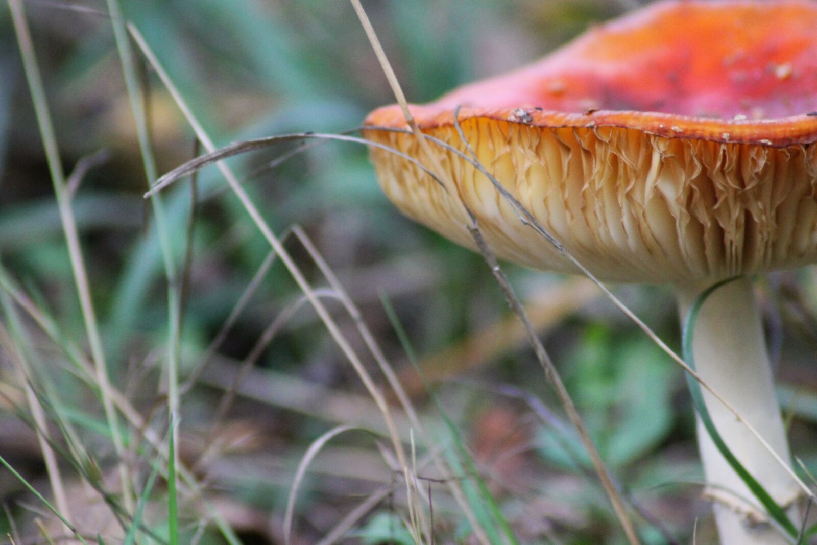 Canon EOS 1100D (EOS Rebel T3 / EOS Kiss X50) sample photo. Fly agaric, toxic, nature photography