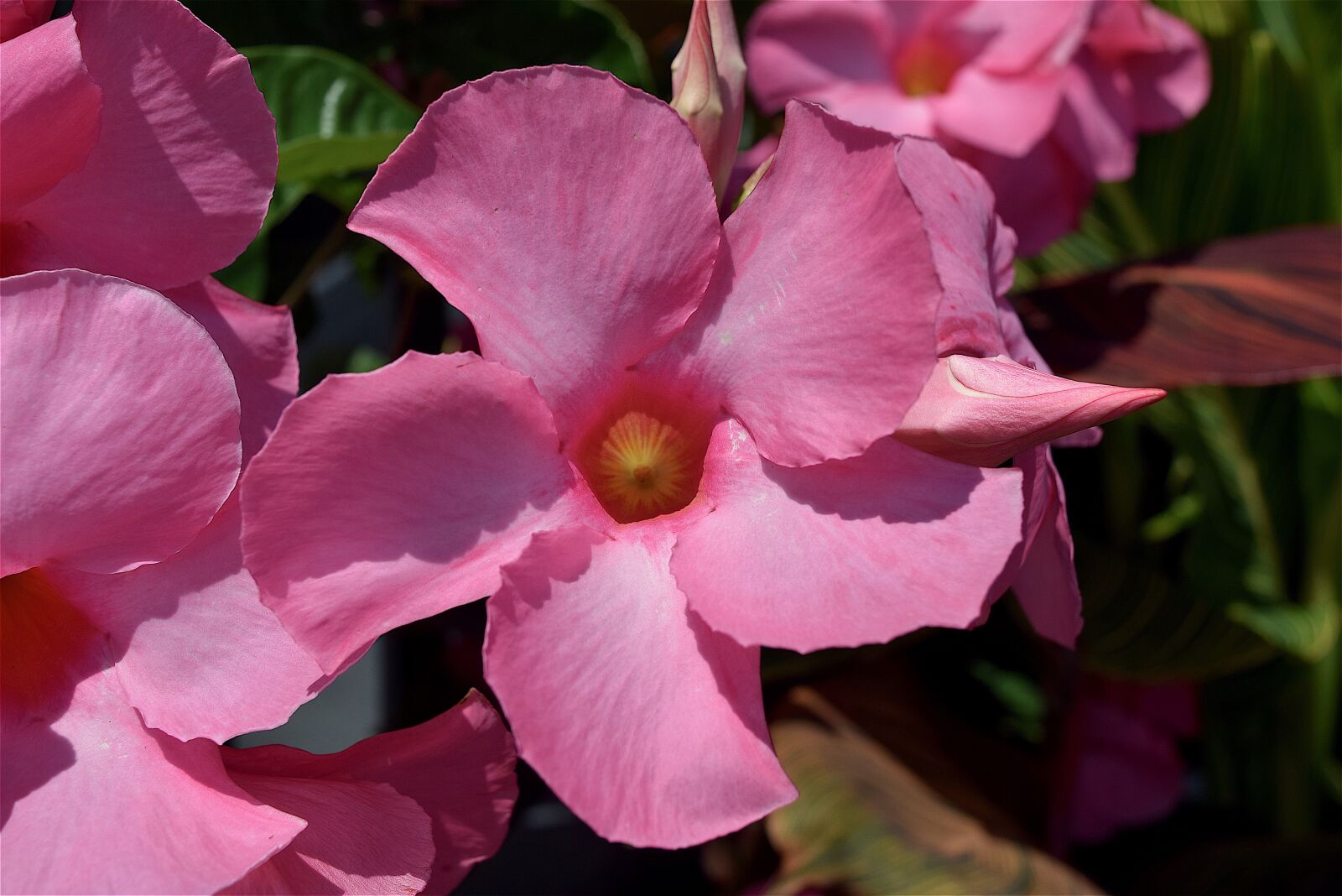 Nikon D3300 sample photo. Flower, pink, nature photography