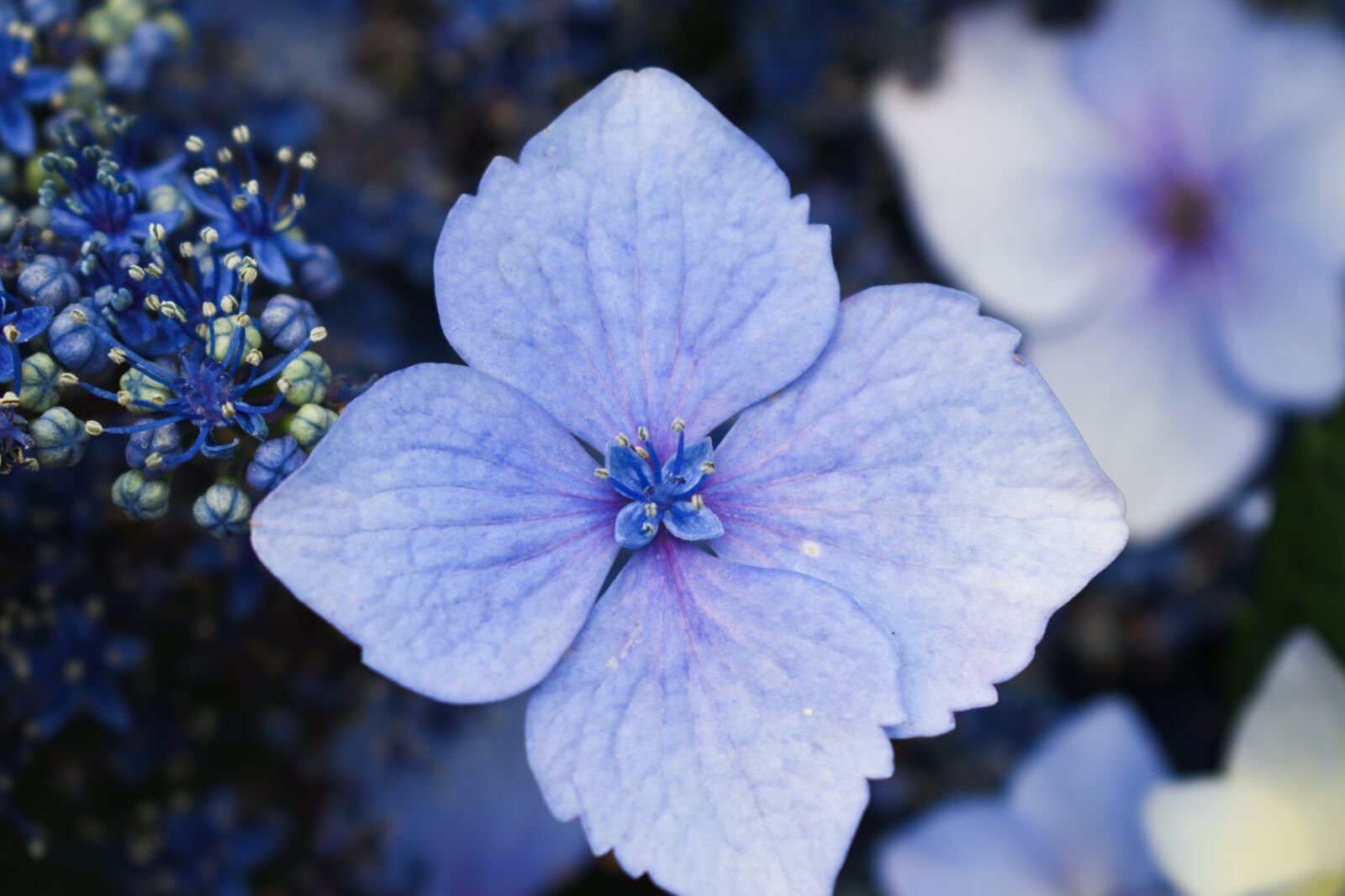 Nikon D5600 sample photo. Flower, bloom, nature photography