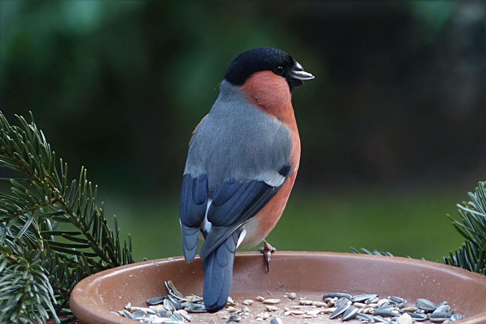 Panasonic Lumix DMC-FZ200 sample photo. Bird, bullfinch, pyrrhula photography