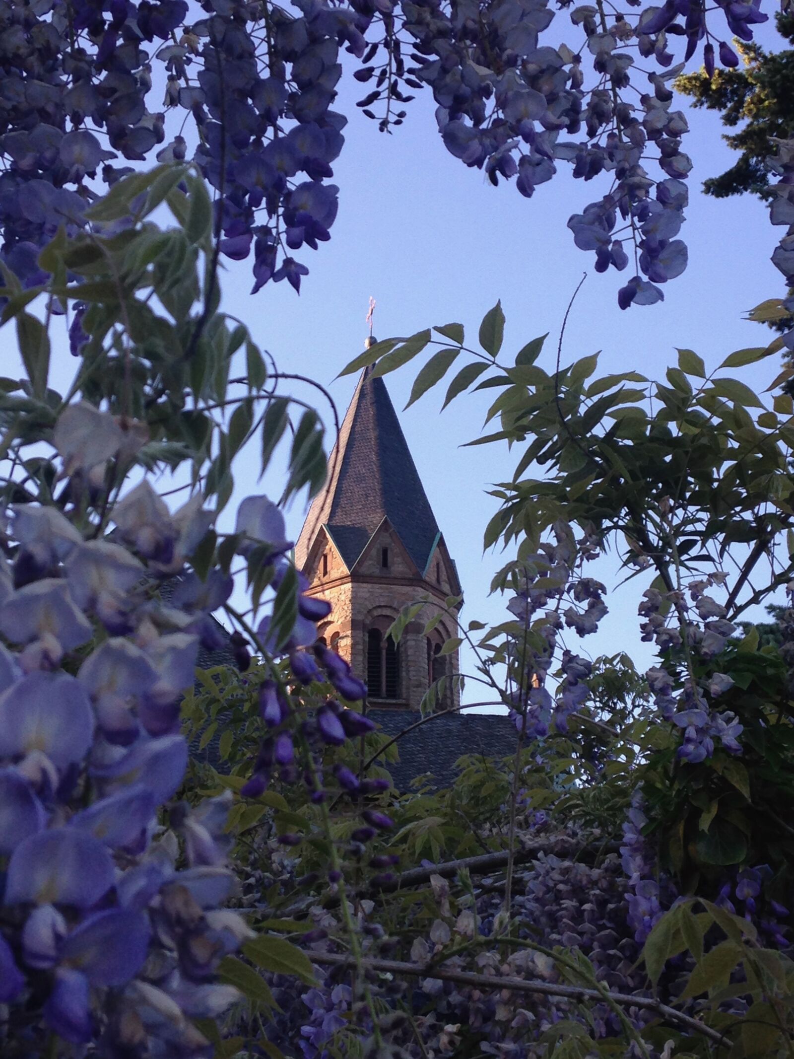 iPhone 5c back camera 4.12mm f/2.4 sample photo. Steeple, blossom, bloom photography