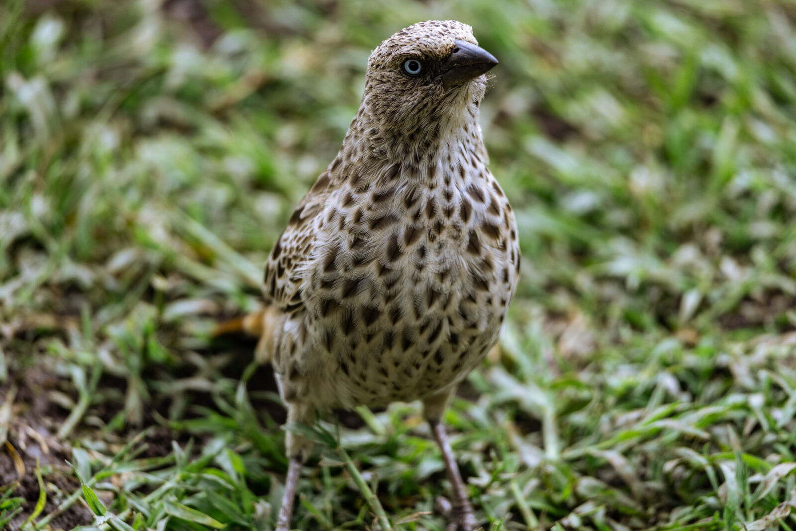 Canon EOS R6 II sample photo