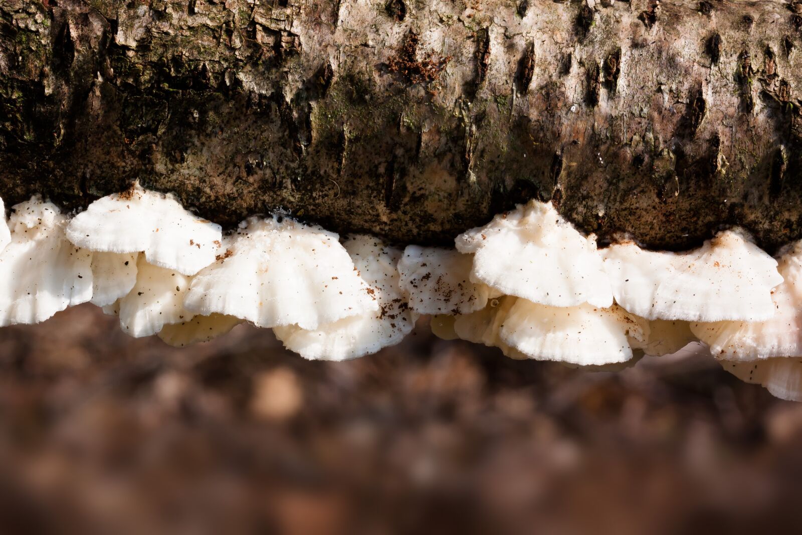Canon EOS 50D sample photo. Juice ovinus, mushroom, sponge photography