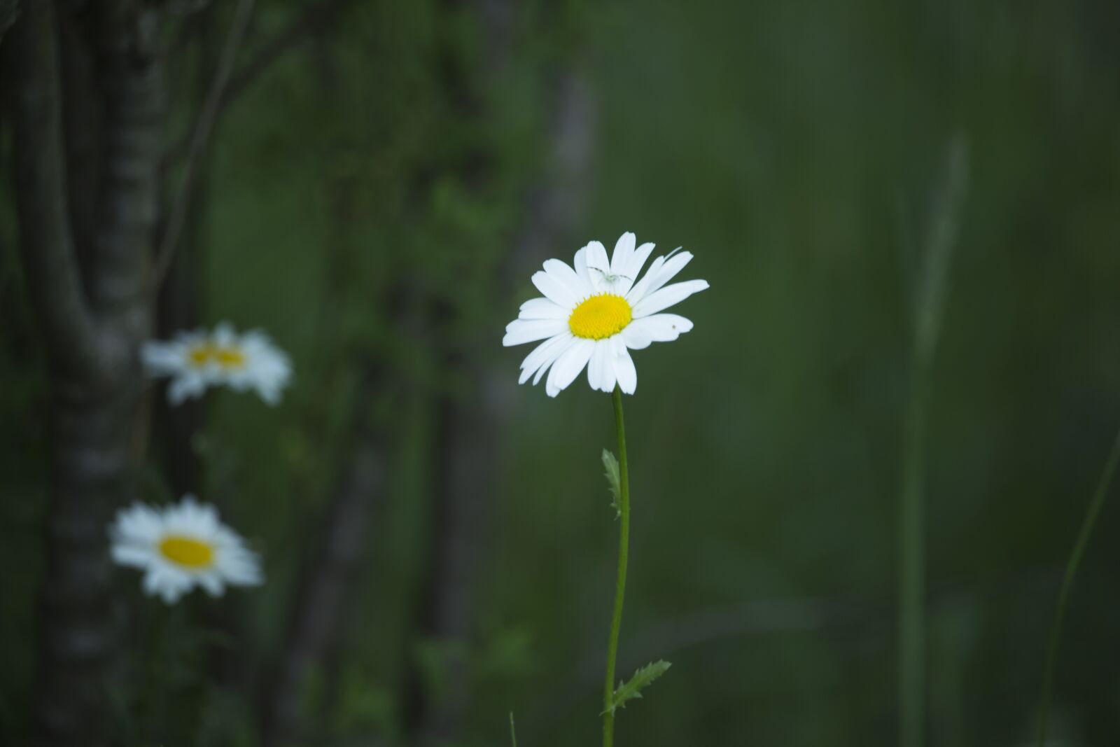 Canon EOS 700D (EOS Rebel T5i / EOS Kiss X7i) sample photo. Daisy, summer, spring photography