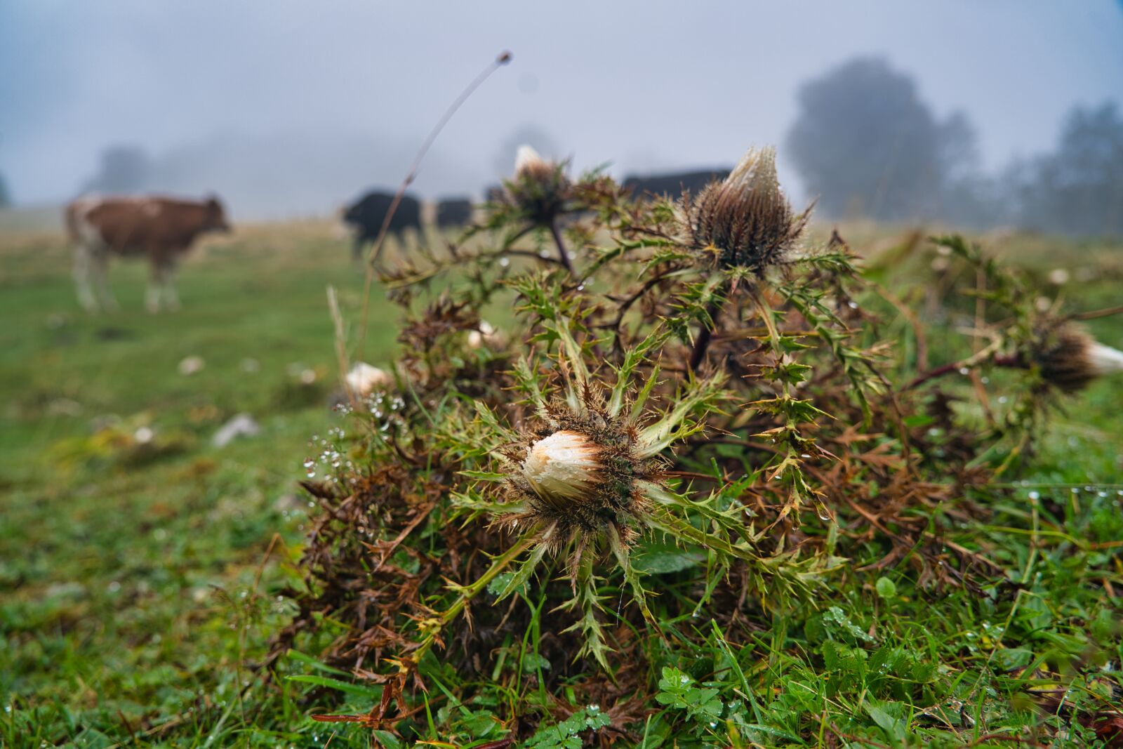 Sony a7R III sample photo. Thistle, plants, cows photography