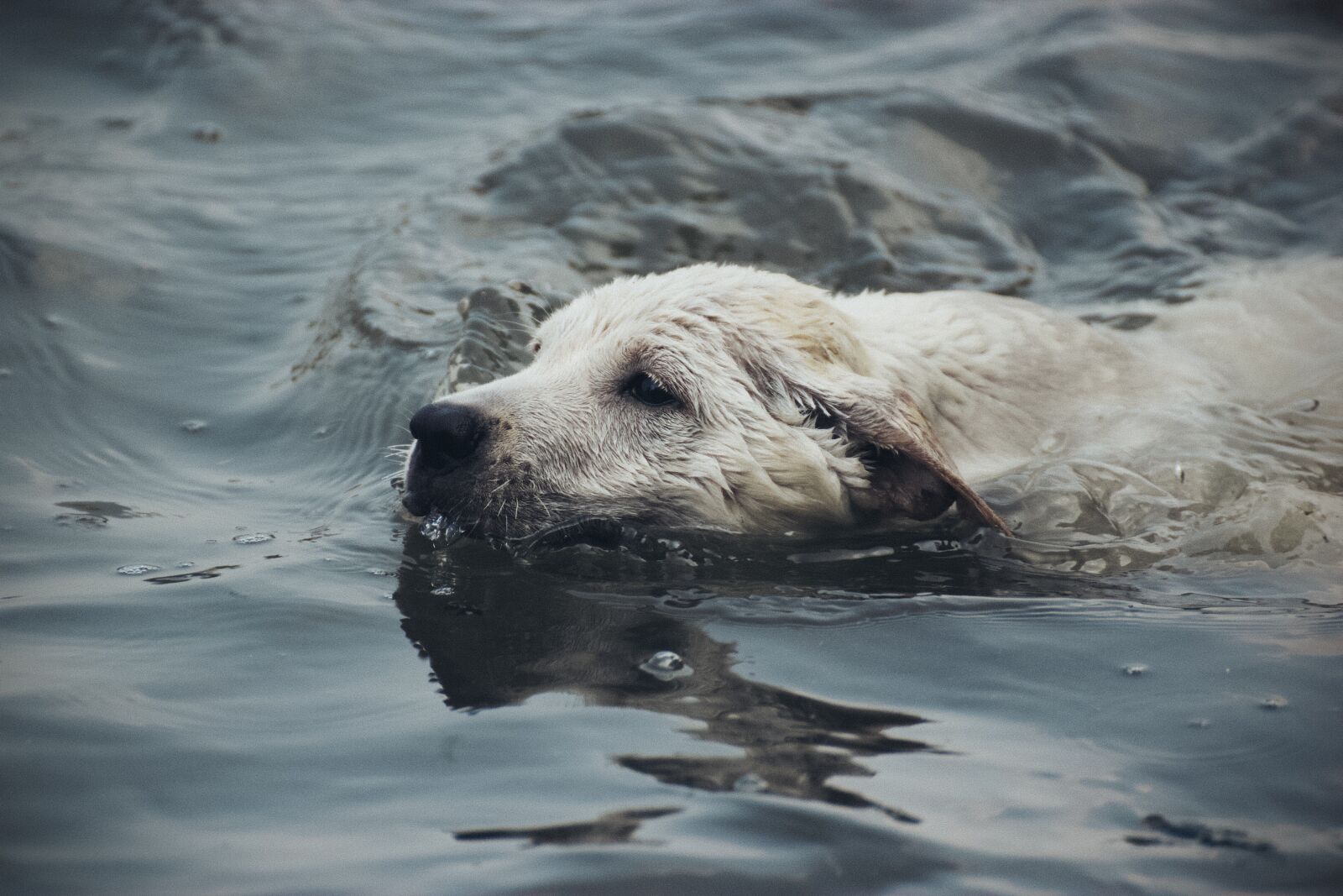 Canon EOS 550D (EOS Rebel T2i / EOS Kiss X4) sample photo. Water, dog, swim photography