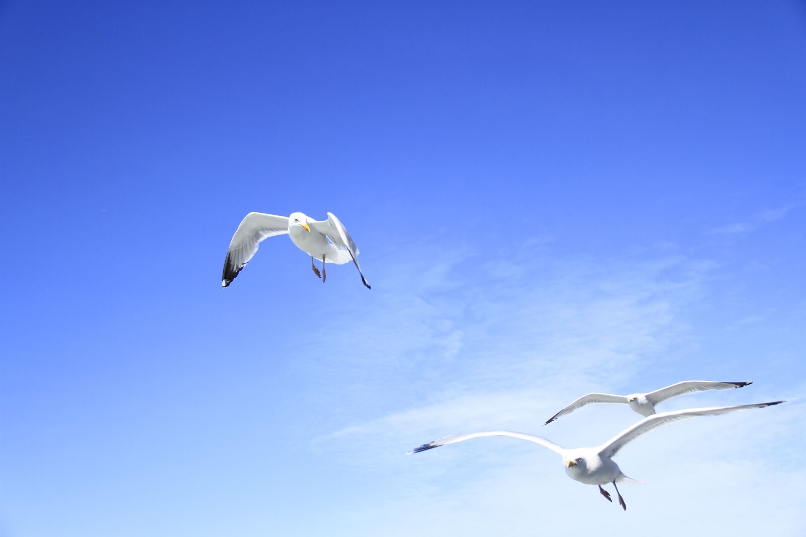 Canon EOS 7D sample photo. Birds, flying, sky photography