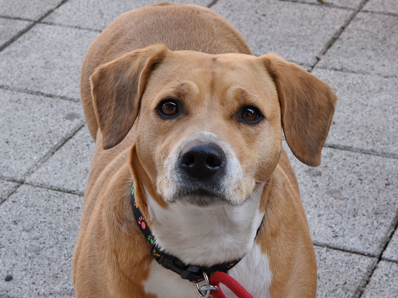 Nikon D5500 sample photo. Pet, leash, hunting dog photography