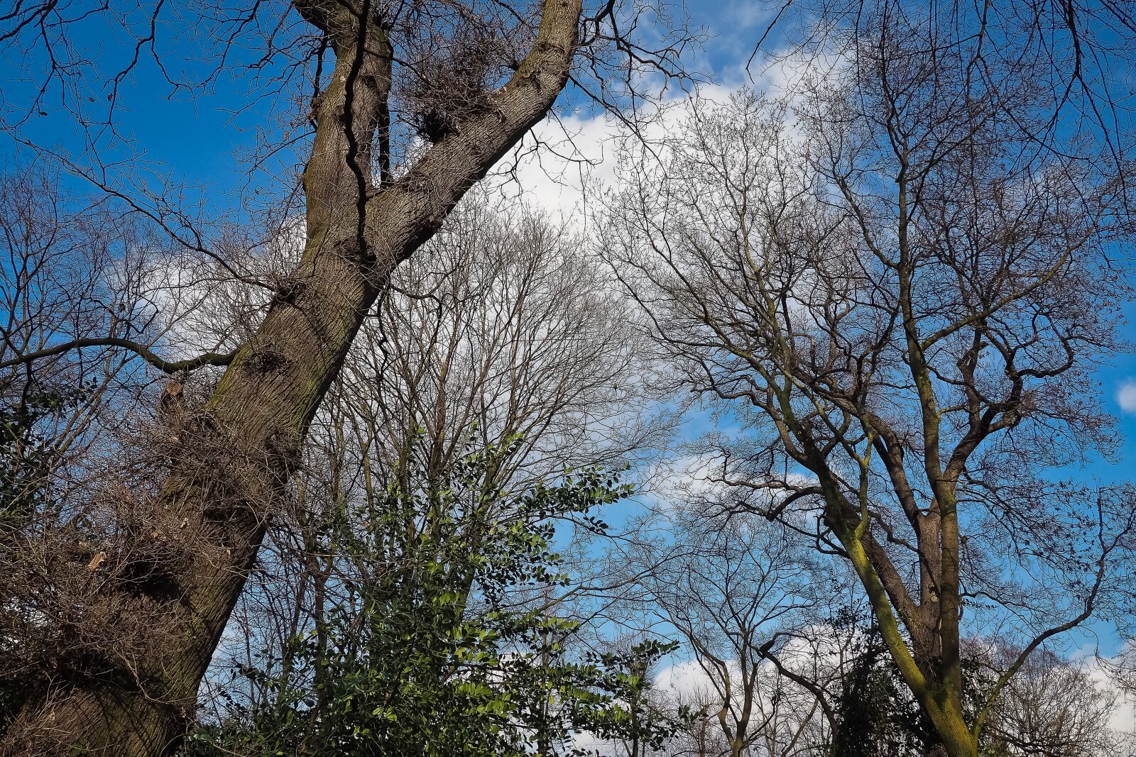 Olympus OM-D E-M10 sample photo. Trees, winter, forest photography