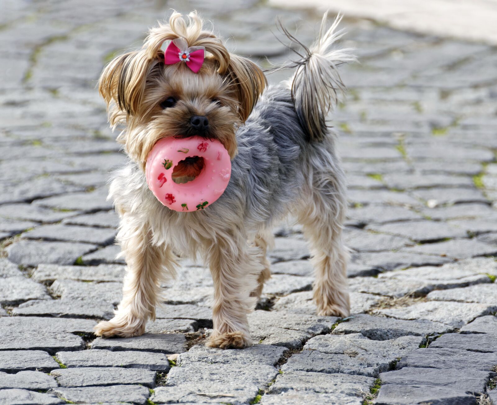 Nikon D5300 sample photo. Dog, pet, domestic photography