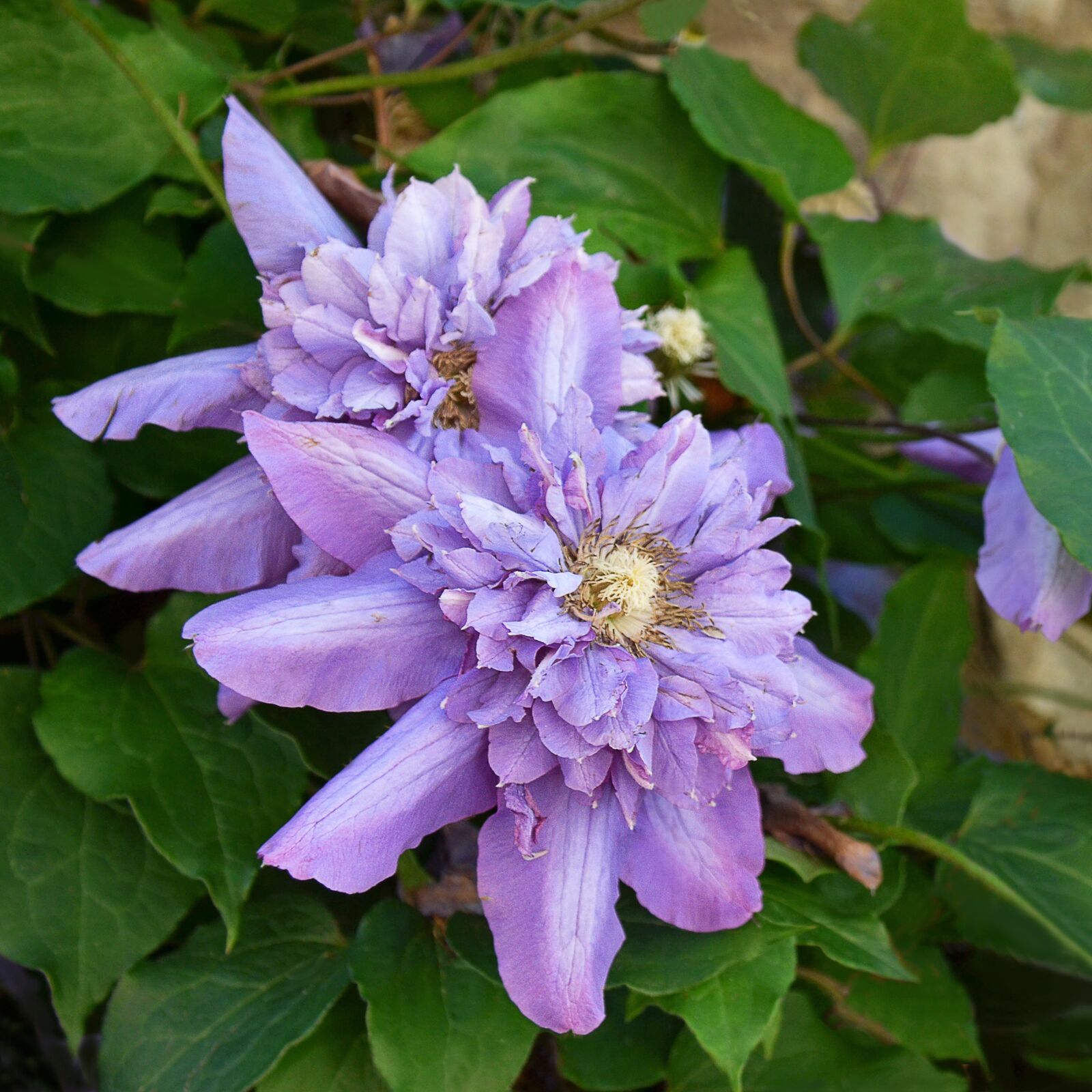 Nikon D7000 sample photo. Flower, clematis double, beautiful photography