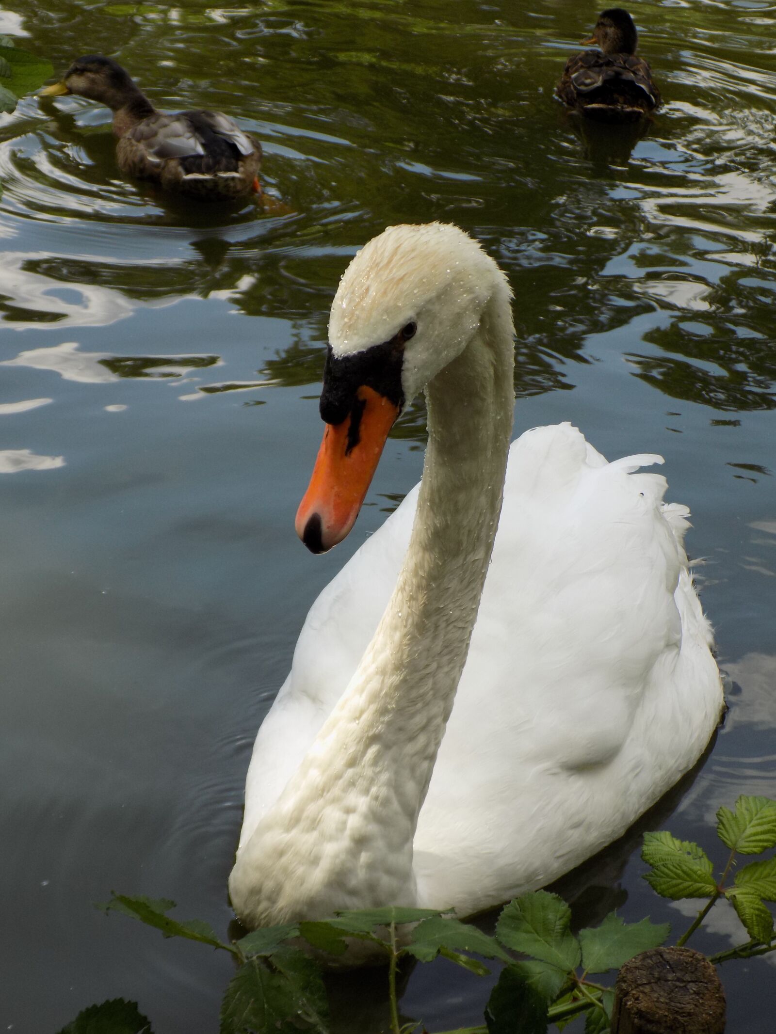 Nikon COOLPIX L340 sample photo. Swan, white, water bird photography