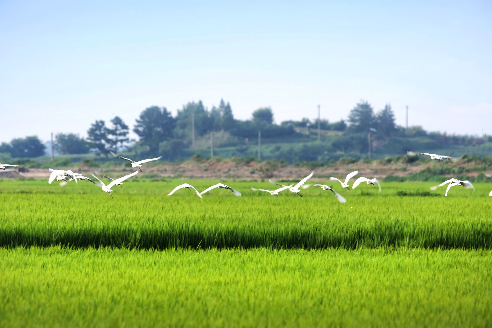 Canon EF 70-200mm F2.8L IS II USM sample photo. Hern, rice paddies, rural photography