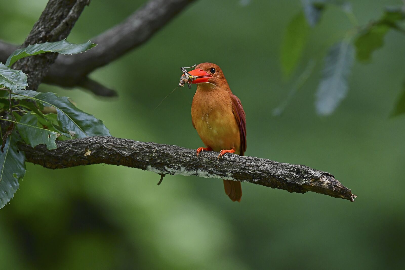 Nikon D500 sample photo. New, birds, summer bird photography