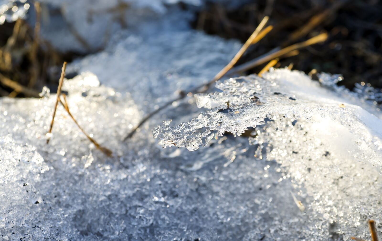 Sony Alpha DSLR-A850 sample photo. Nature, spring, winter photography