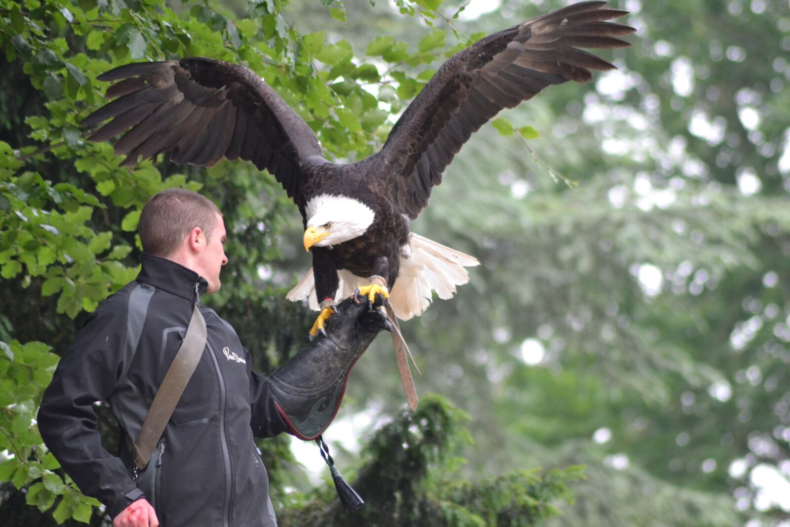 Nikon D3100 sample photo. Eagle, flight, raptor photography