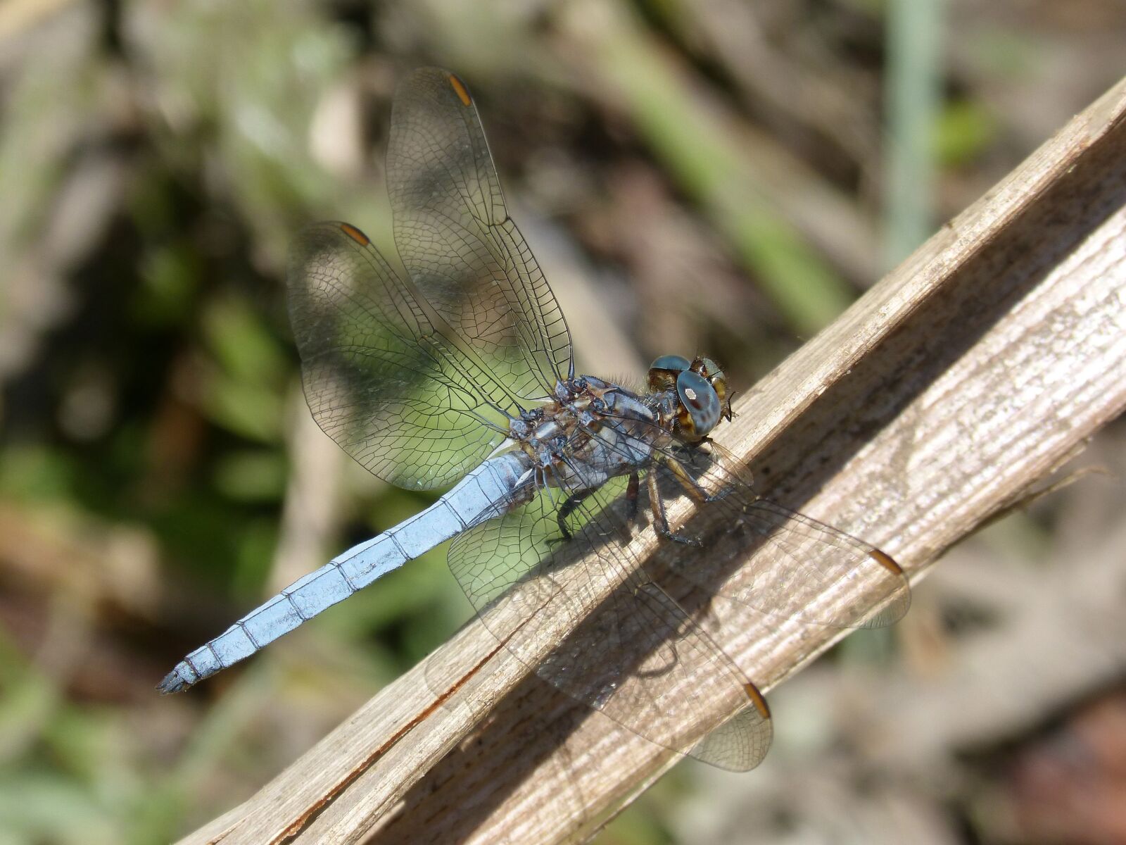 Panasonic DMC-FZ62 sample photo. Dragonfly, blue dragonfly, pond photography