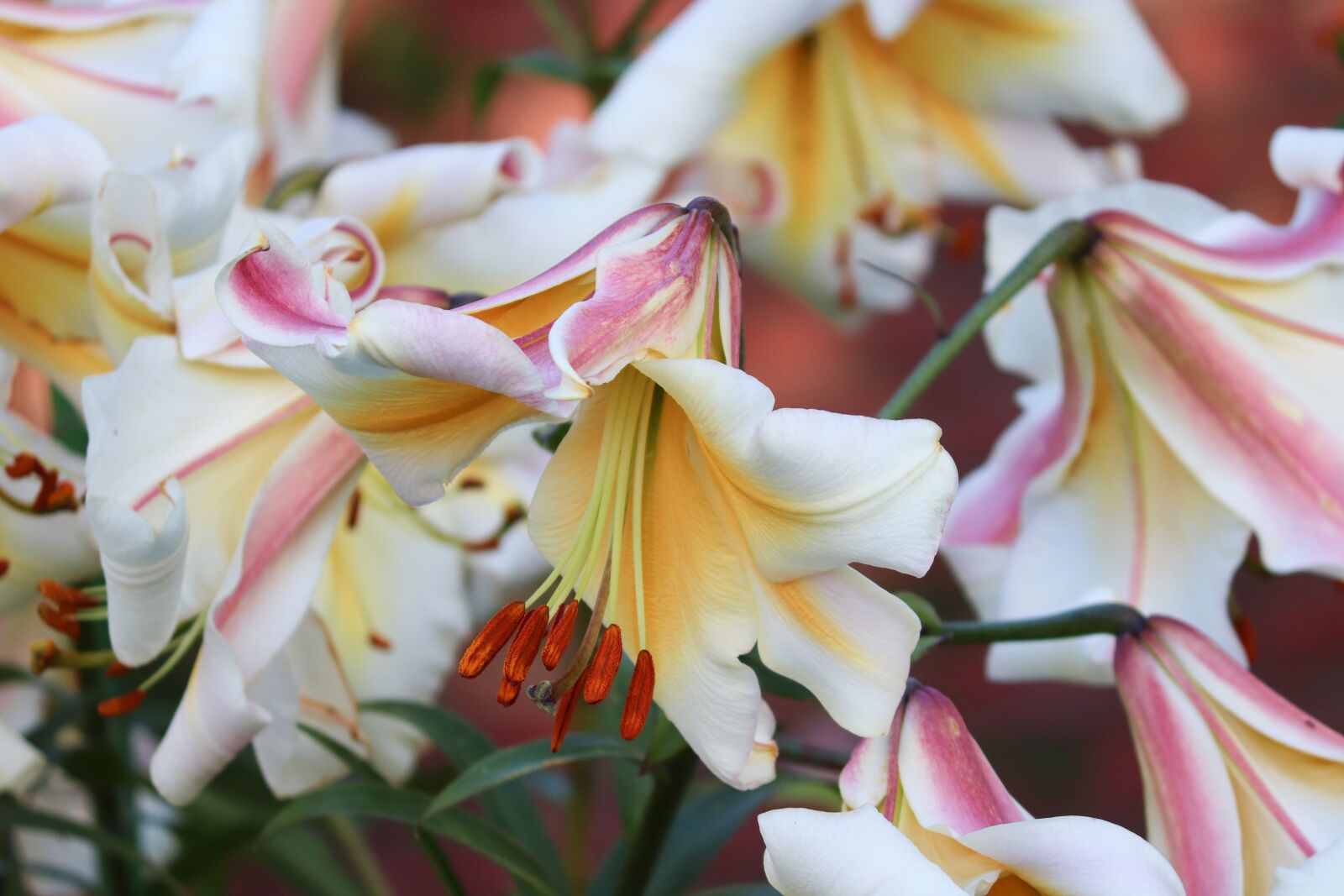 Canon EOS 200D (EOS Rebel SL2 / EOS Kiss X9) sample photo. Lilies, pink, white photography