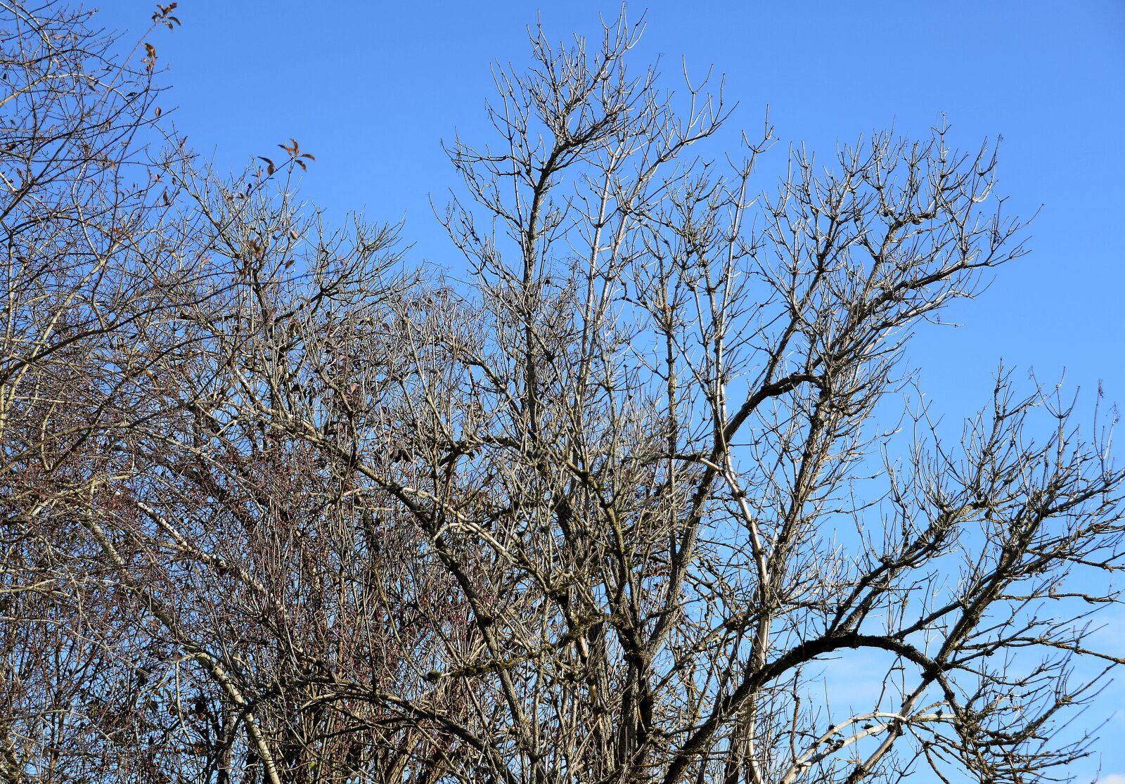 Nikon D610 sample photo. Autumn, tree, kahl photography