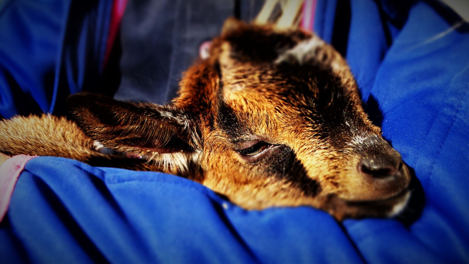 Sony Cyber-shot DSC-HX300 sample photo. Dwarf goat, kid, goat photography