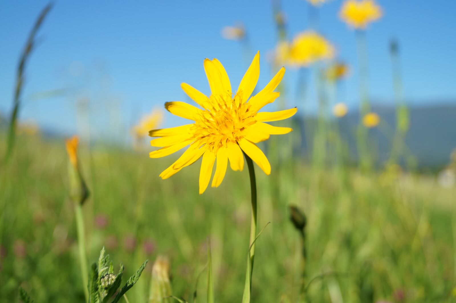 Sony DT 18-55mm F3.5-5.6 SAM II sample photo. Flowers, sun, yellow photography