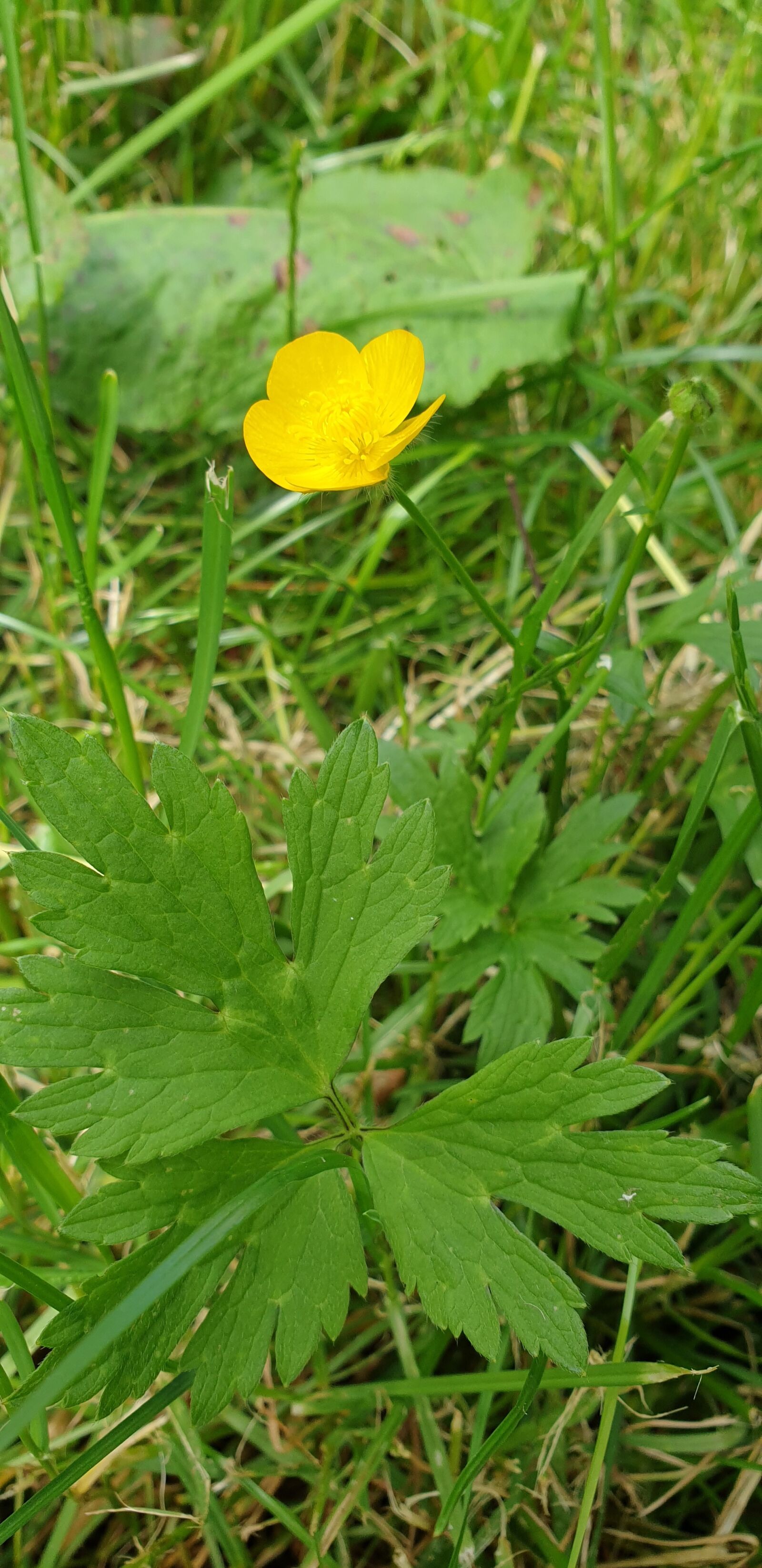 Samsung Galaxy S9+ sample photo. Wild, close up, yellow photography