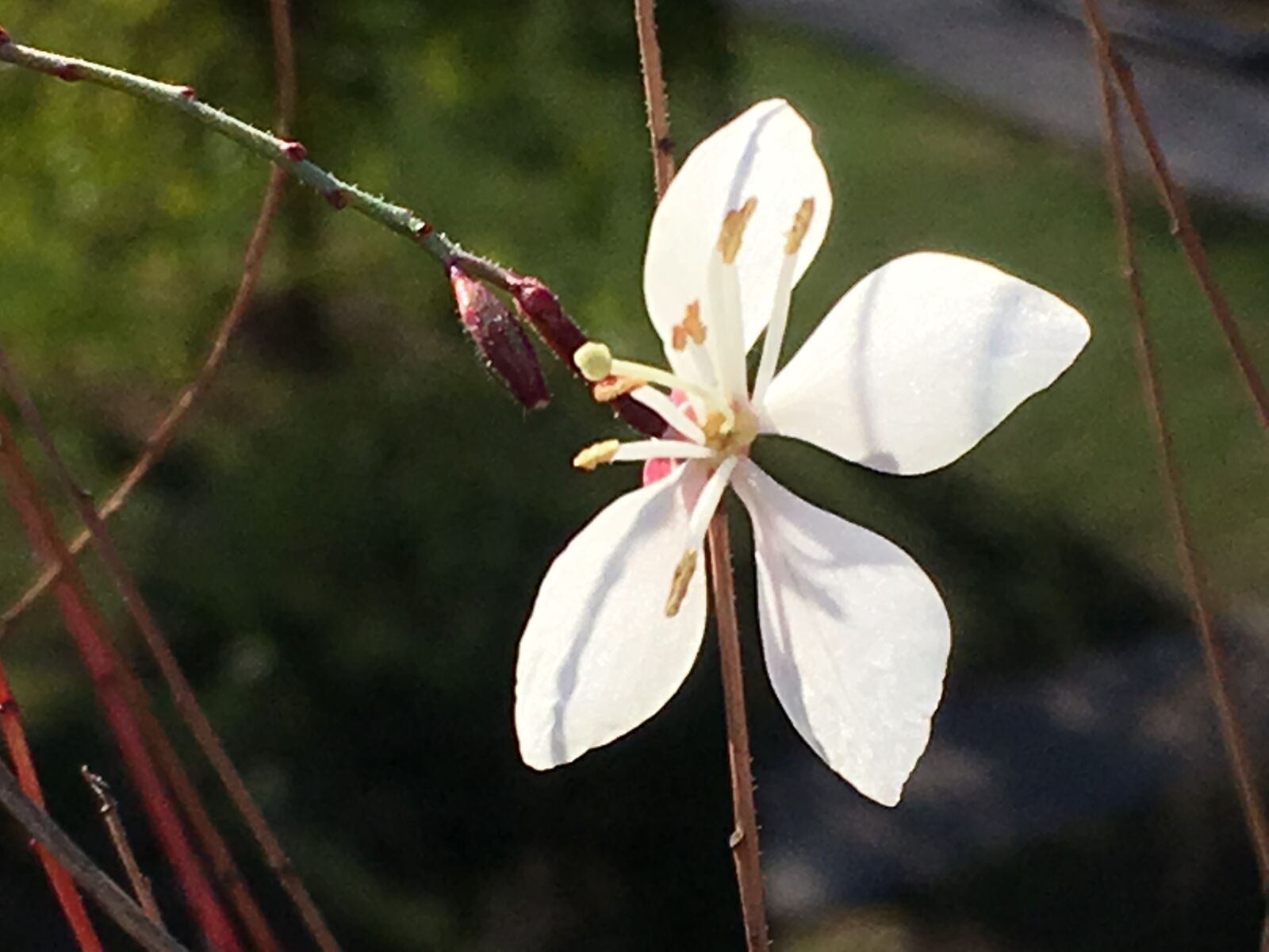 iPhone SE back camera 4.15mm f/2.2 sample photo. Flower, gaura photography