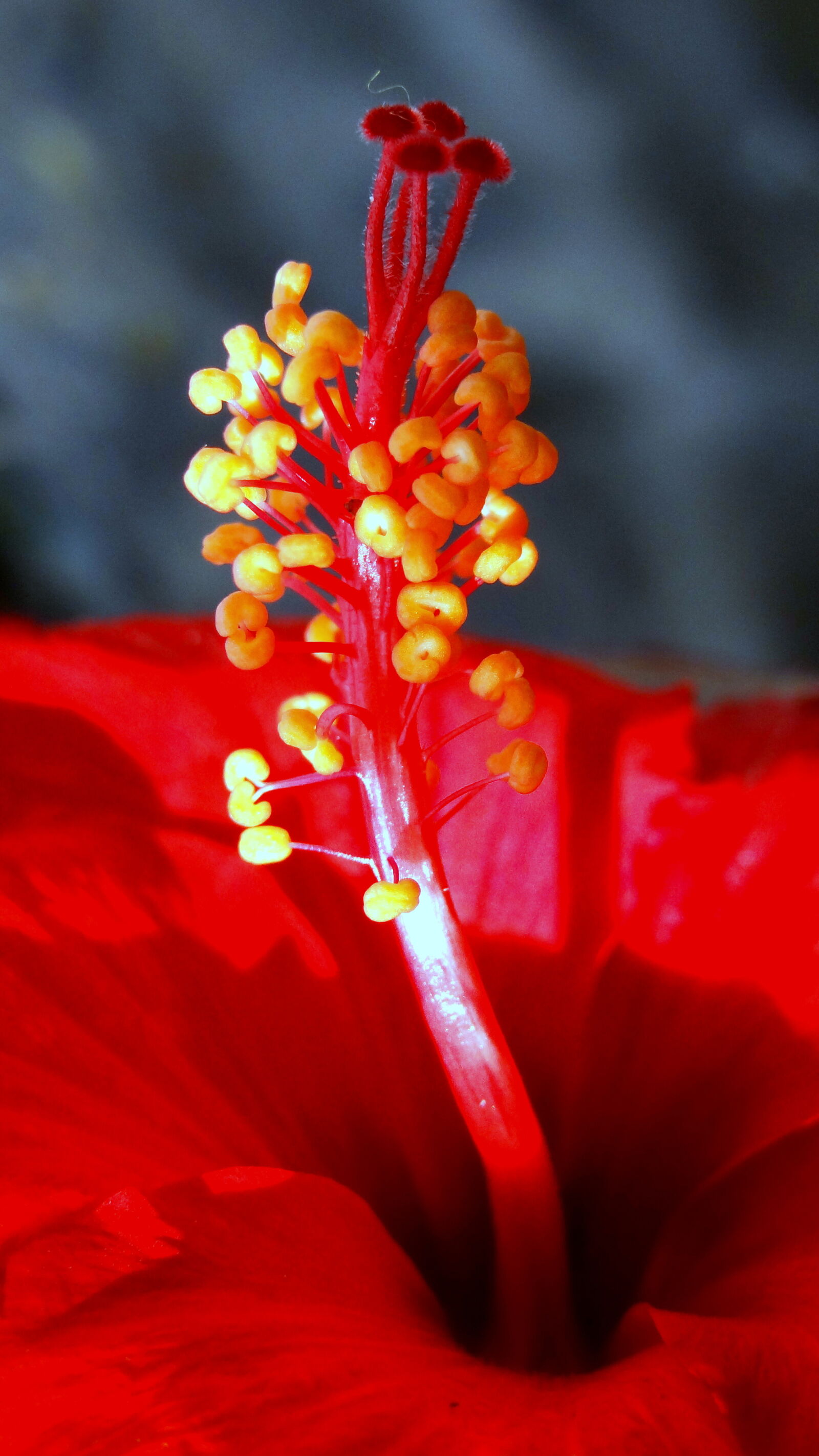 Sony Cyber-shot DSC-HX9V sample photo. Close, up, of, red photography