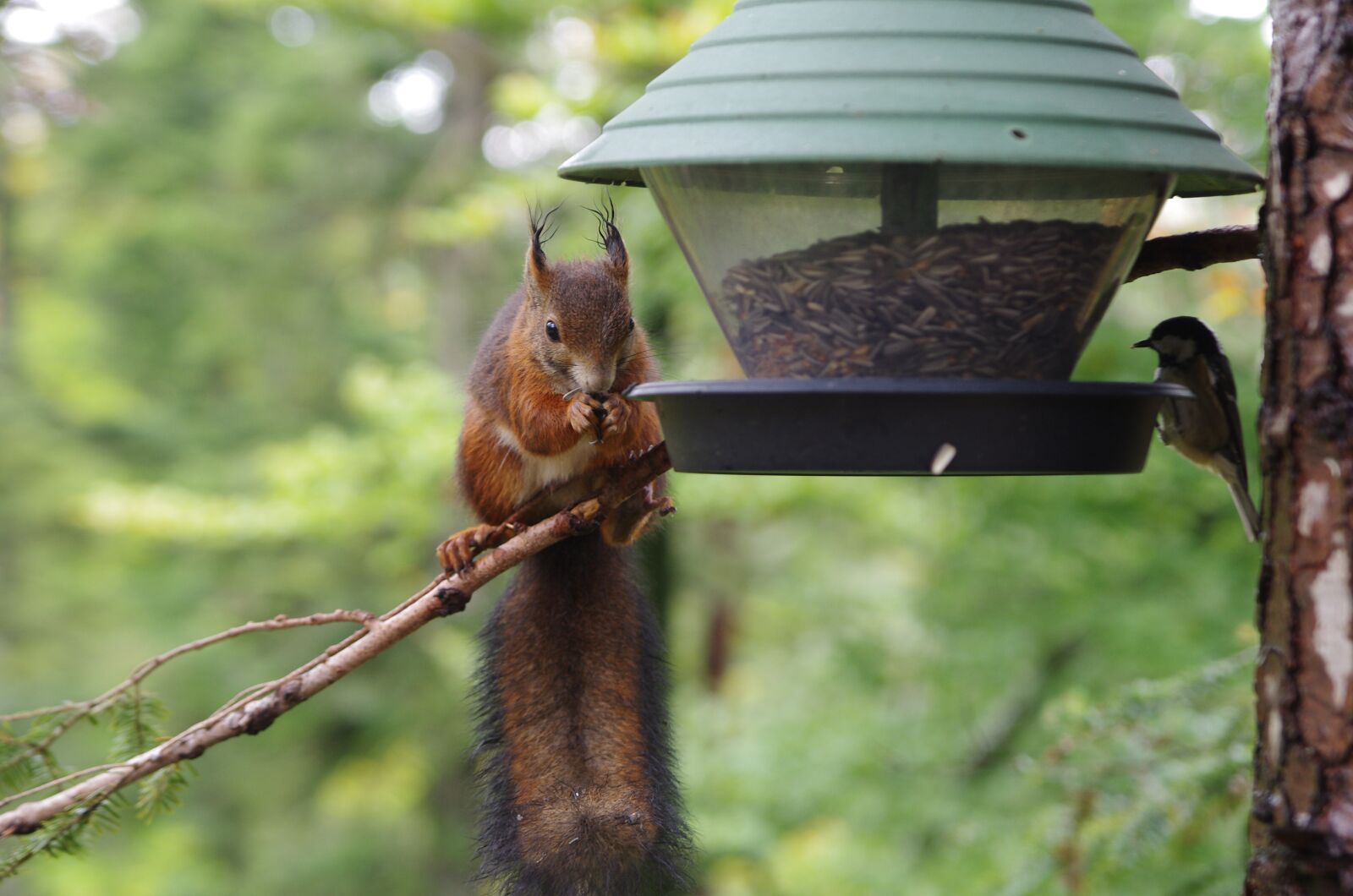 Pentax K-5 sample photo. Animal, bird, forrest photography