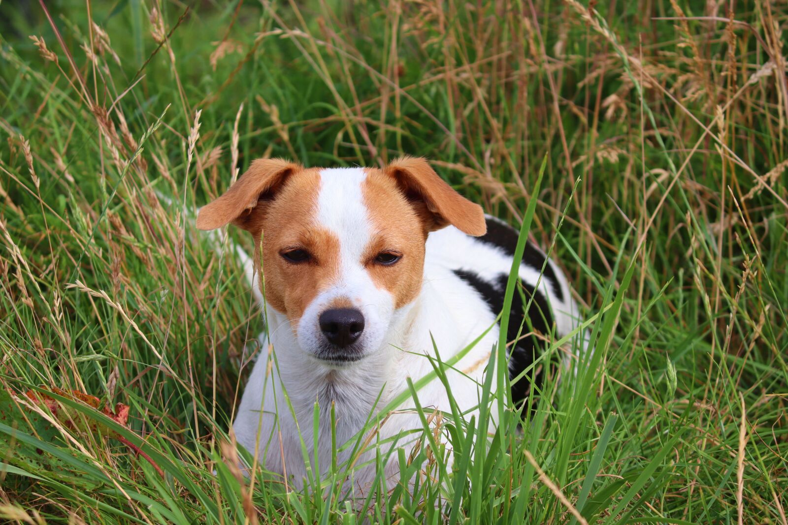 Canon EF-S 55-250mm F4-5.6 IS II sample photo. Dog, hybrid, portrait photography