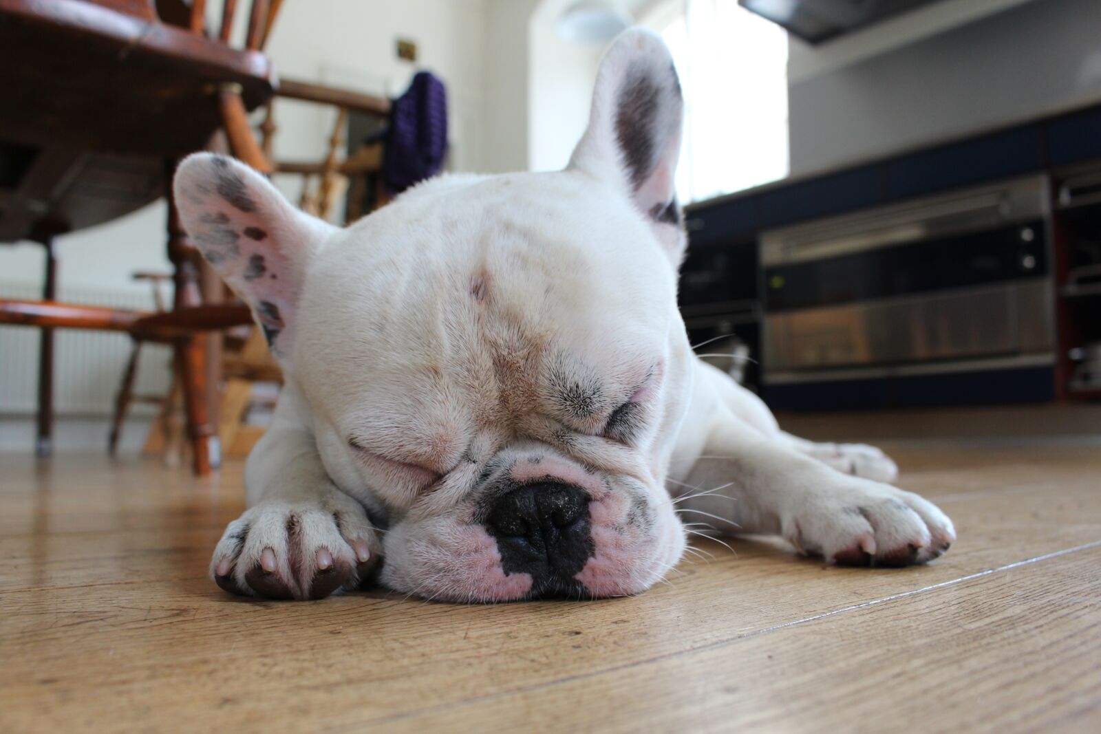Canon EOS 700D (EOS Rebel T5i / EOS Kiss X7i) sample photo. Dog, cute, pets photography