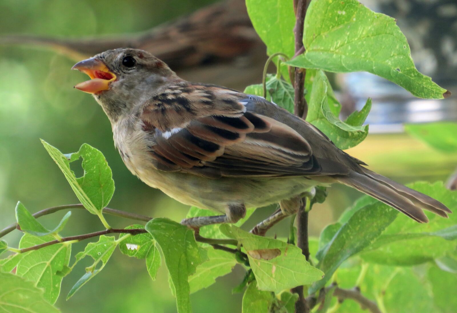 Canon PowerShot SX540 HS sample photo. Sparrow, bird, avian photography