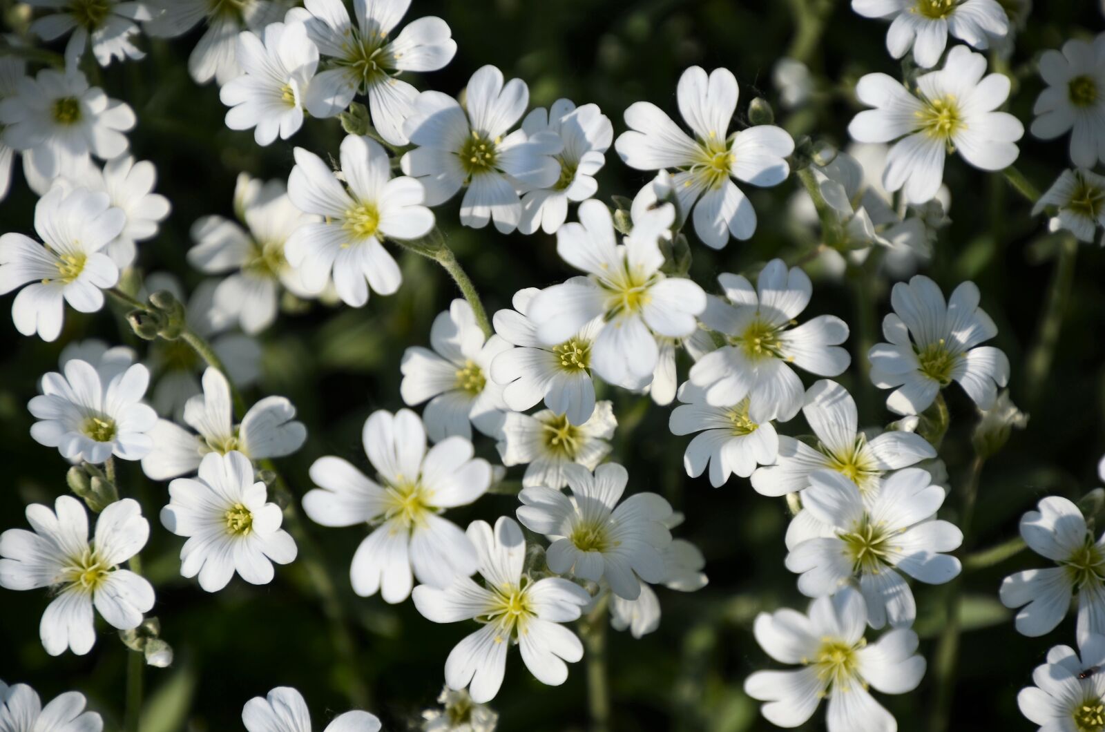 Nikon D7000 sample photo. M zvir g, flower photography