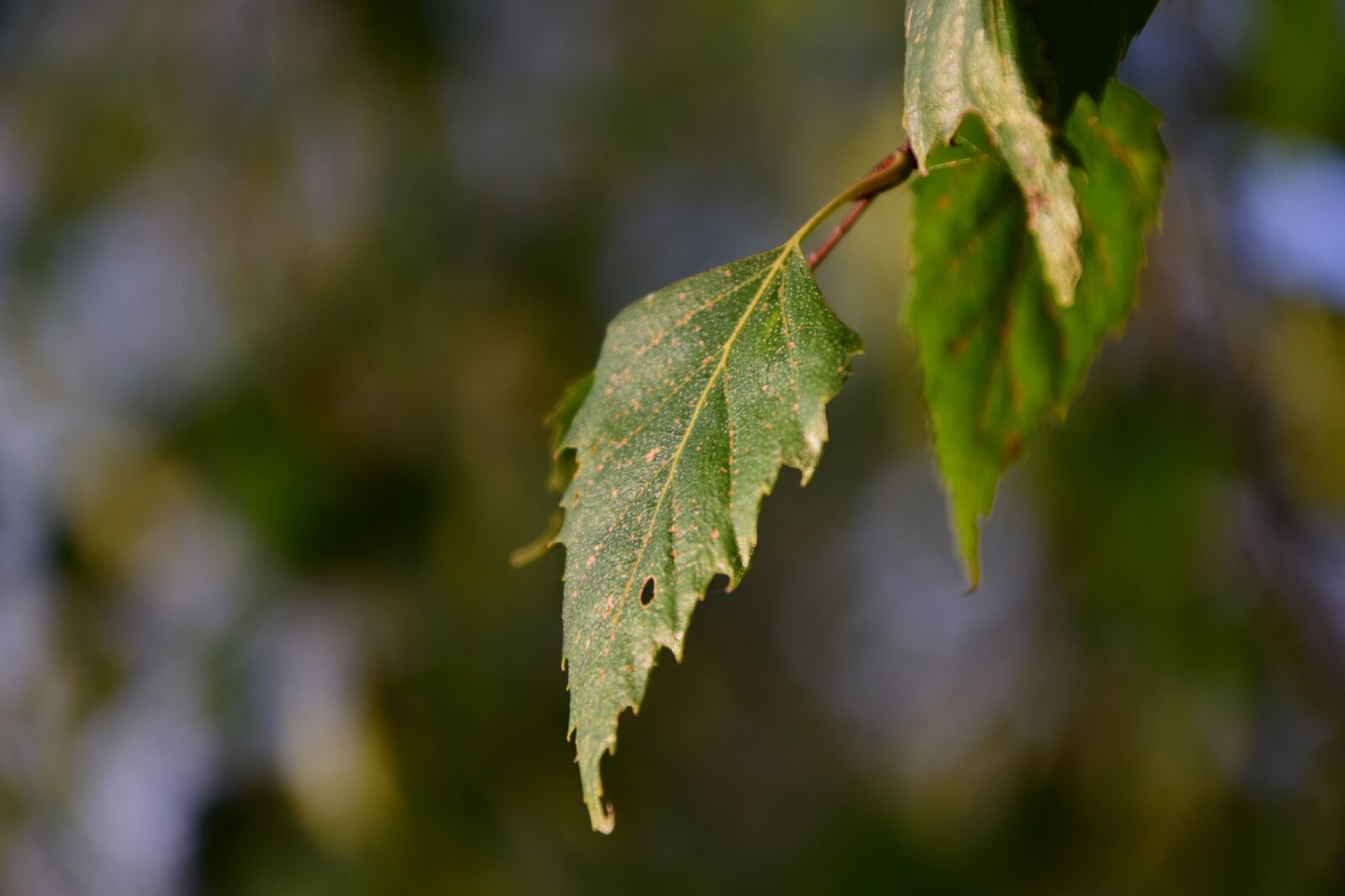 Nikon D3300 sample photo. Leaf, tree, branch photography