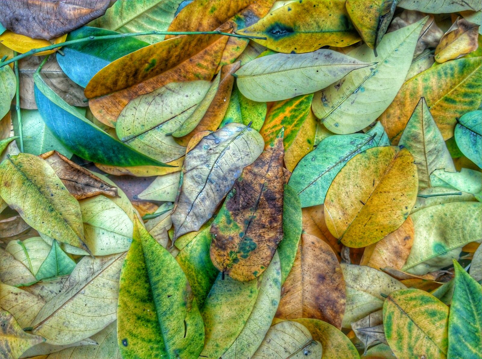 ExampleMaker ExampleModel sample photo. The leaves, sad, fraying photography