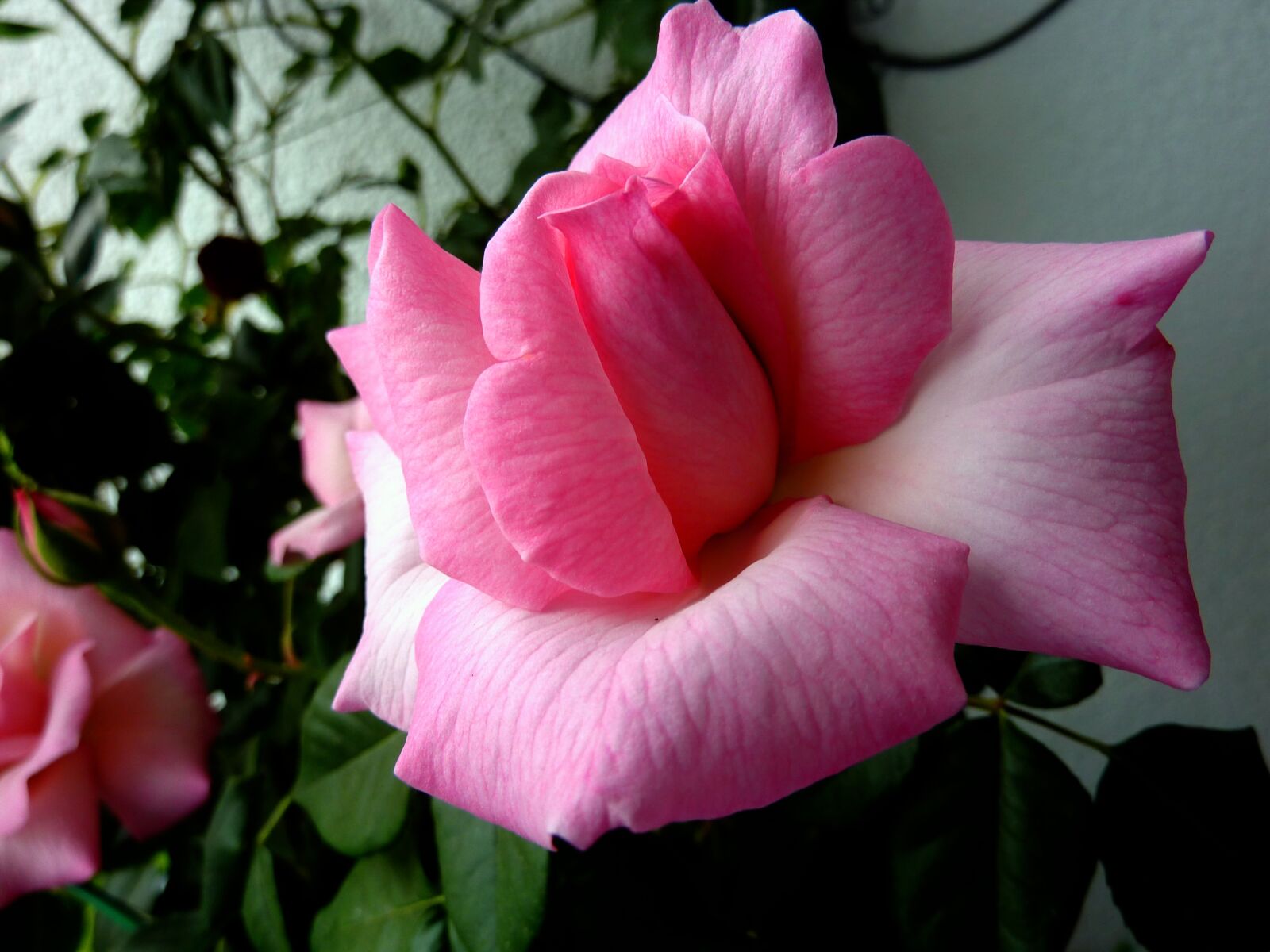 Panasonic DMC-TZ7 sample photo. Rose, red, rose blooms photography