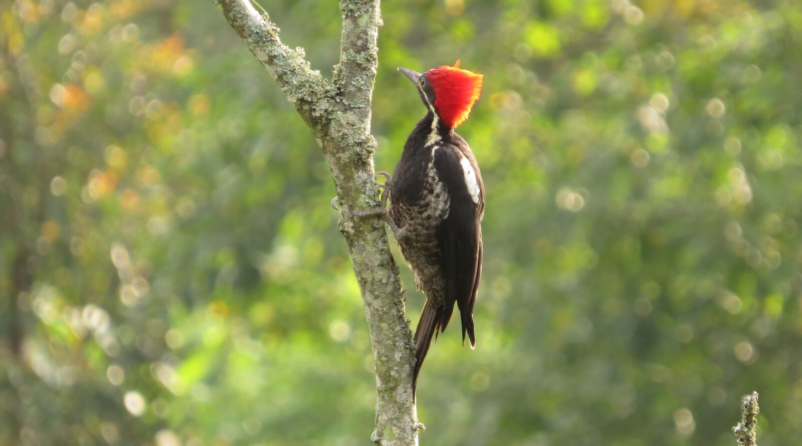 Canon PowerShot SX50 HS sample photo. Nature, birds, wild life photography