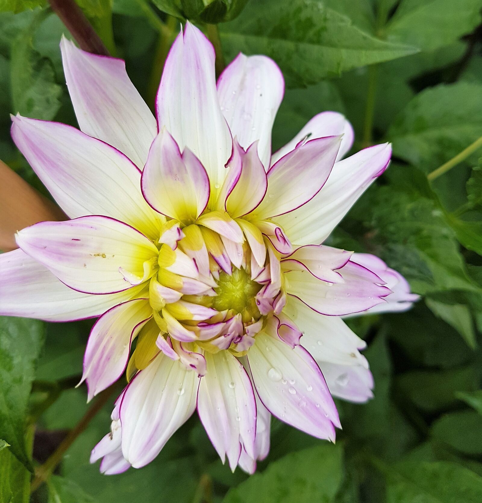 Samsung Galaxy S7 Edge sample photo. Flower, floral, plant photography