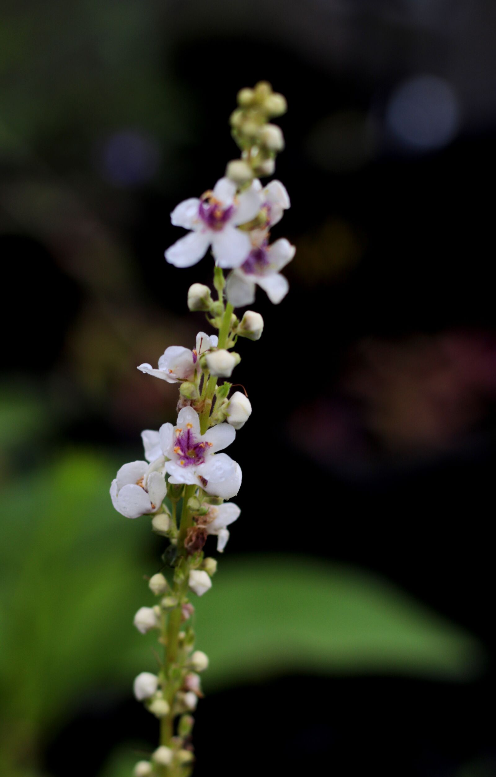 Canon EOS 7D Mark II + Canon EF 50mm F1.8 STM sample photo. Verbascum chaixii, the white photography