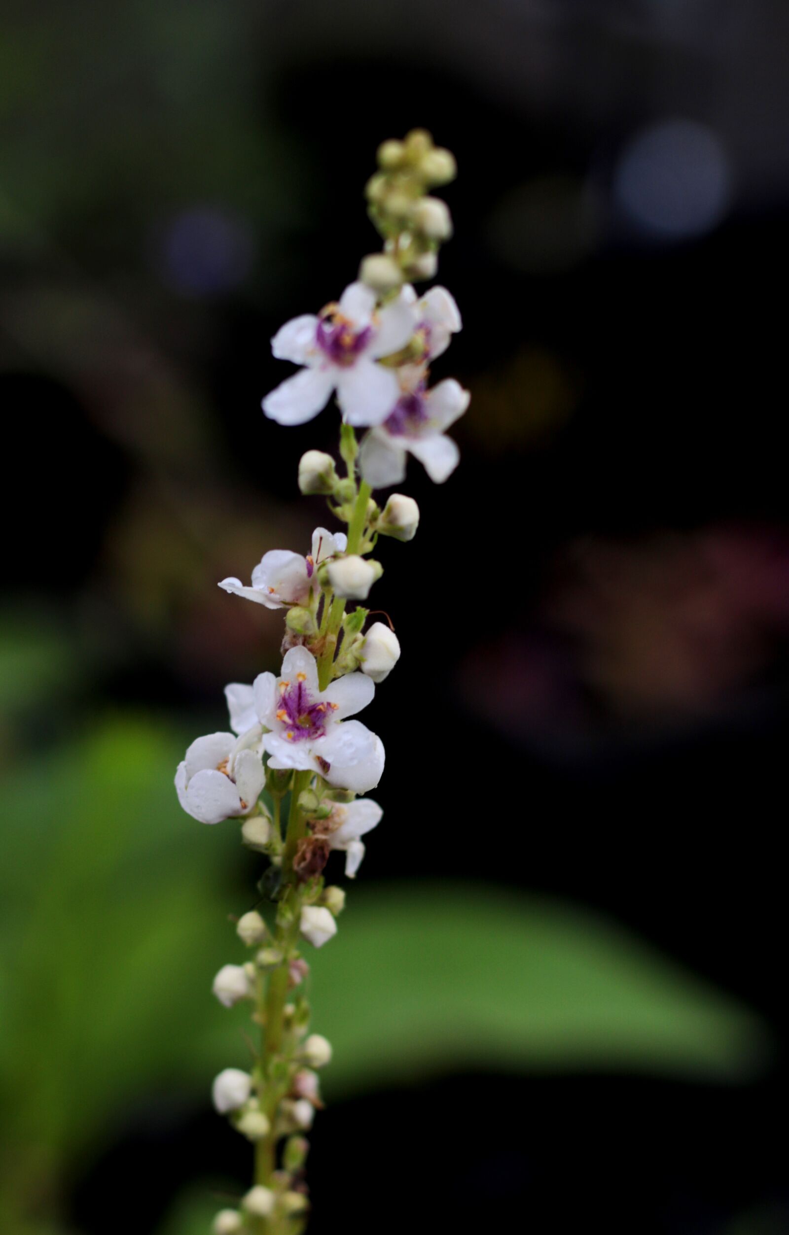 Canon EOS 7D Mark II sample photo. Verbascum chaixii, the white photography