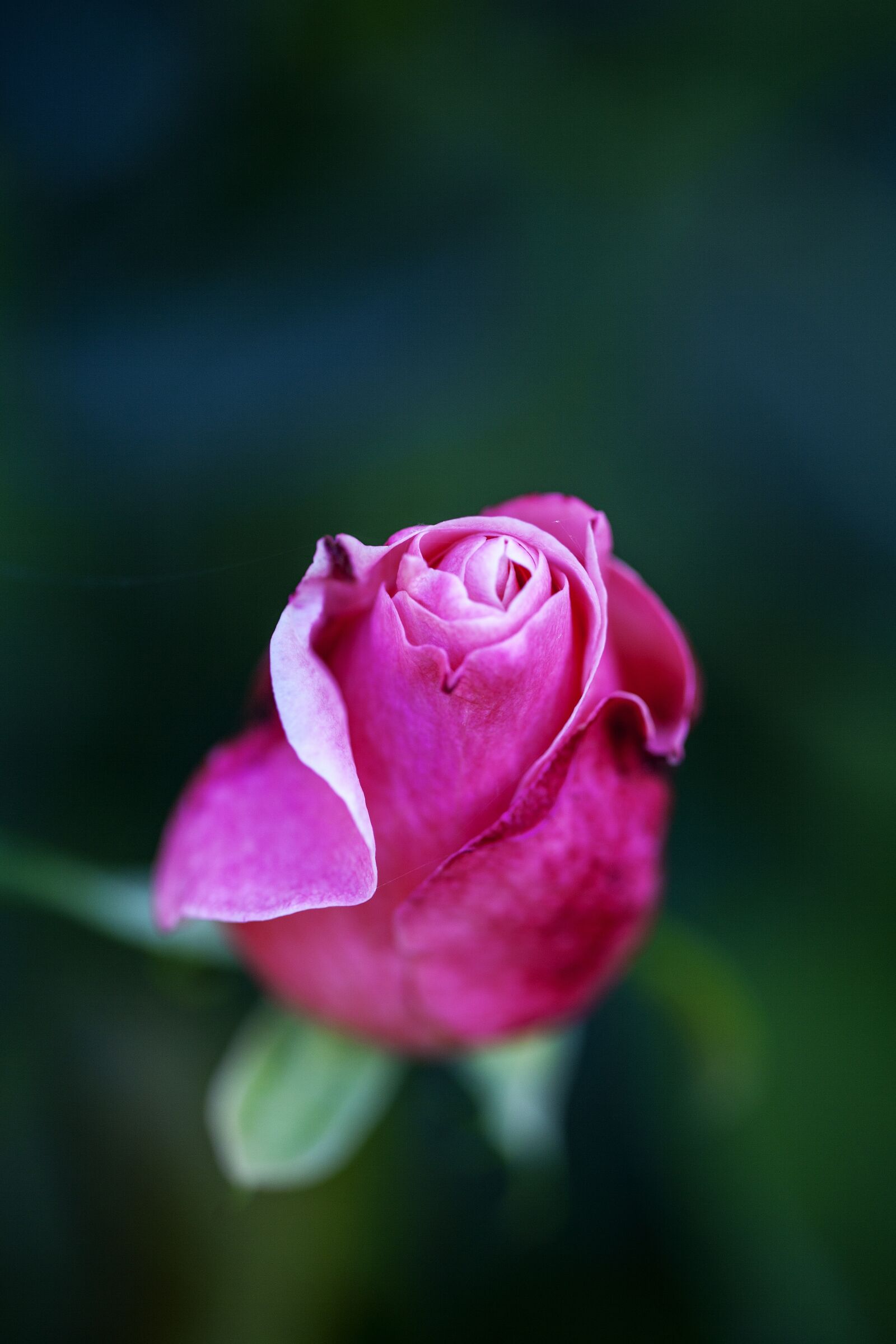 Canon EOS 5D Mark II sample photo. Rose, pink, flower photography