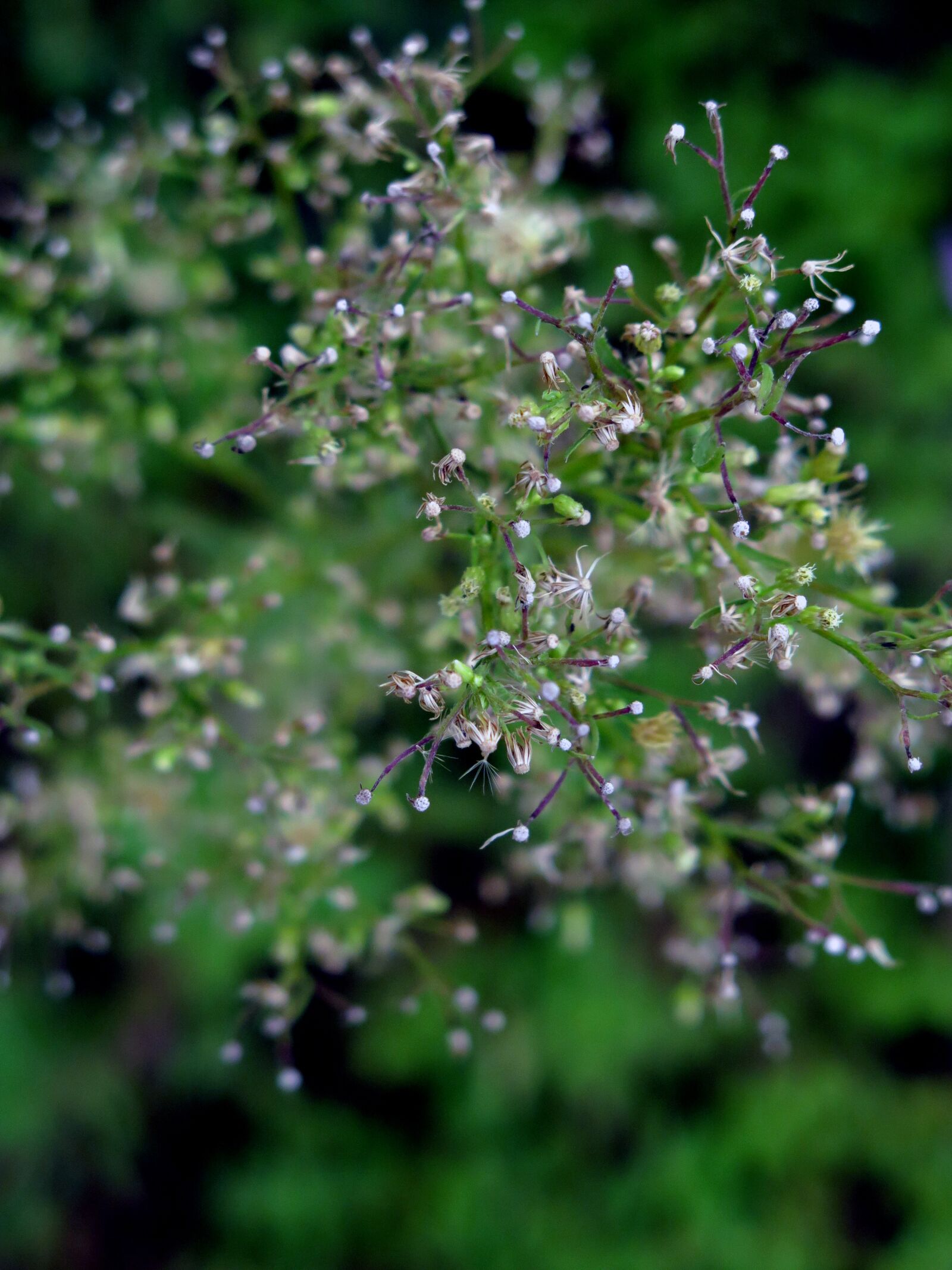 Canon PowerShot G16 sample photo. Wildflowers, flower, natural photography