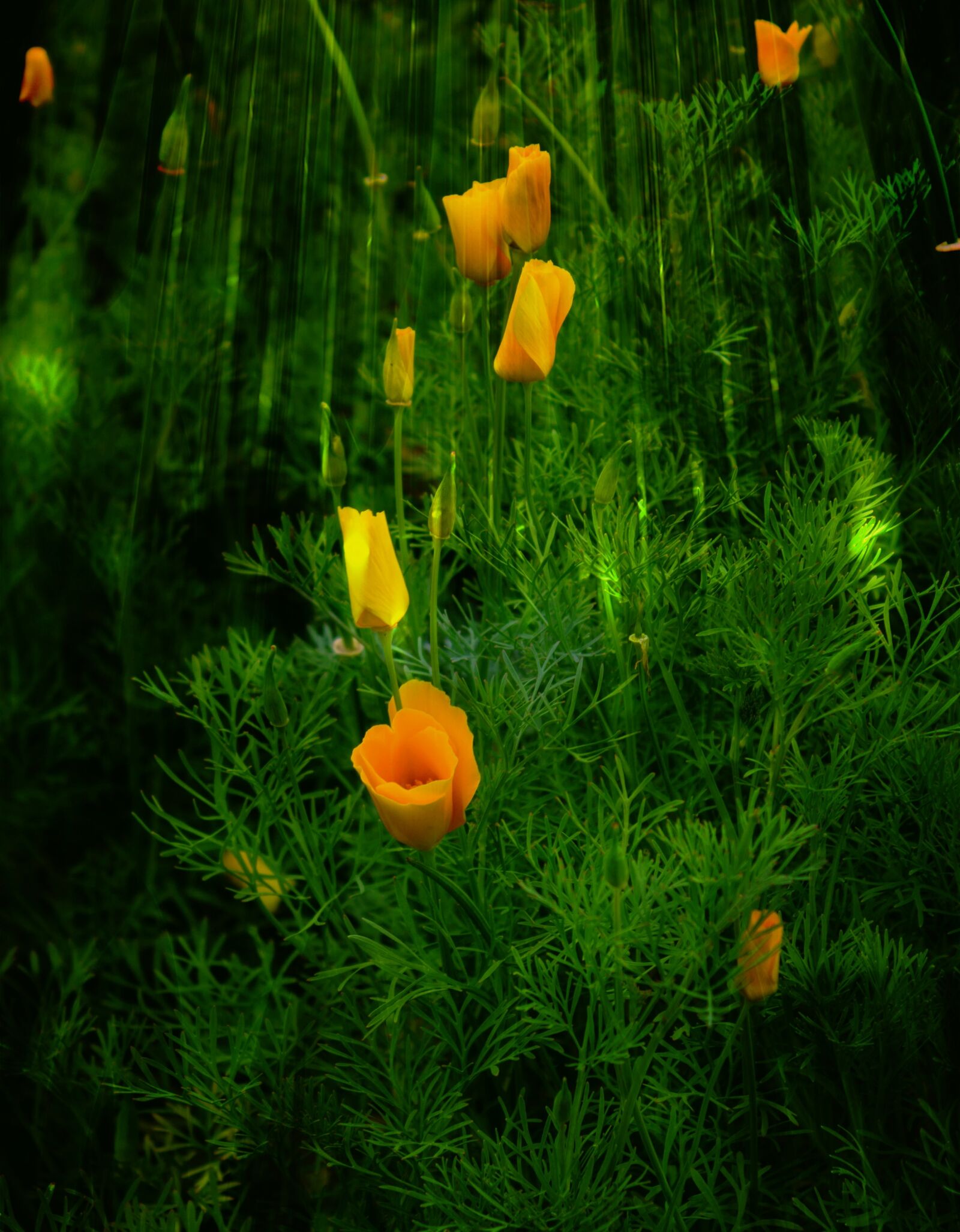 Canon EOS 600D (Rebel EOS T3i / EOS Kiss X5) sample photo. Morning, isolite, california poppy photography