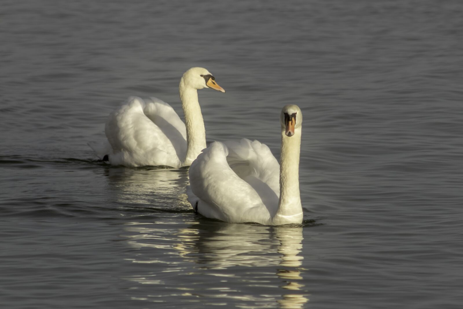 Canon EF75-300mm f/4-5.6 sample photo. Swan, cam, water bird photography