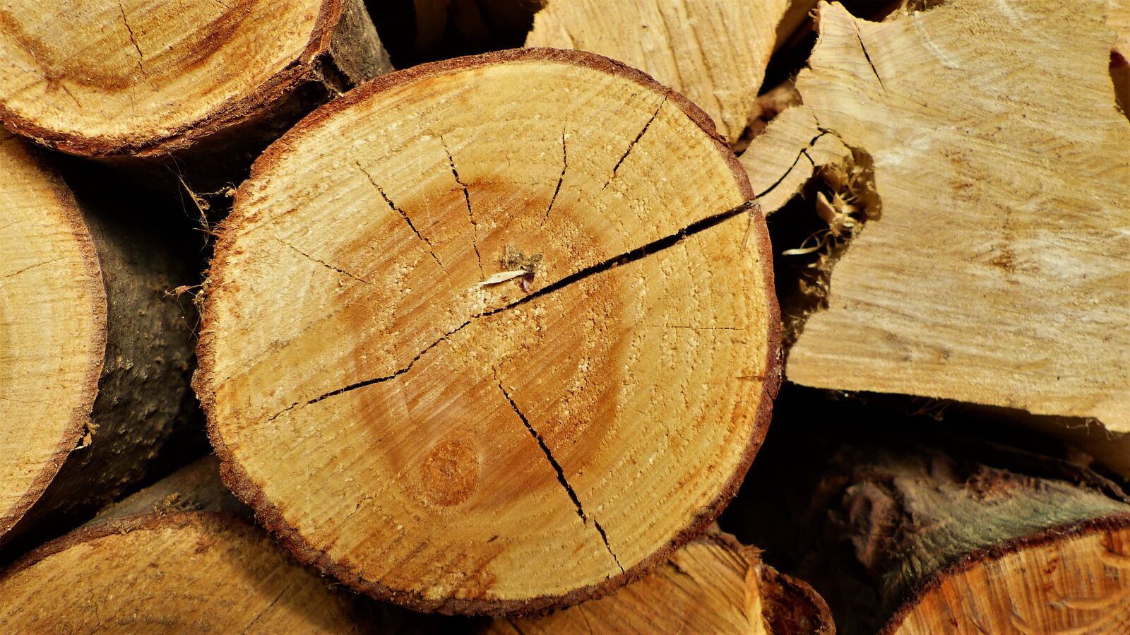 Panasonic Lumix DMC-FZ200 sample photo. Wood, log, tear down photography
