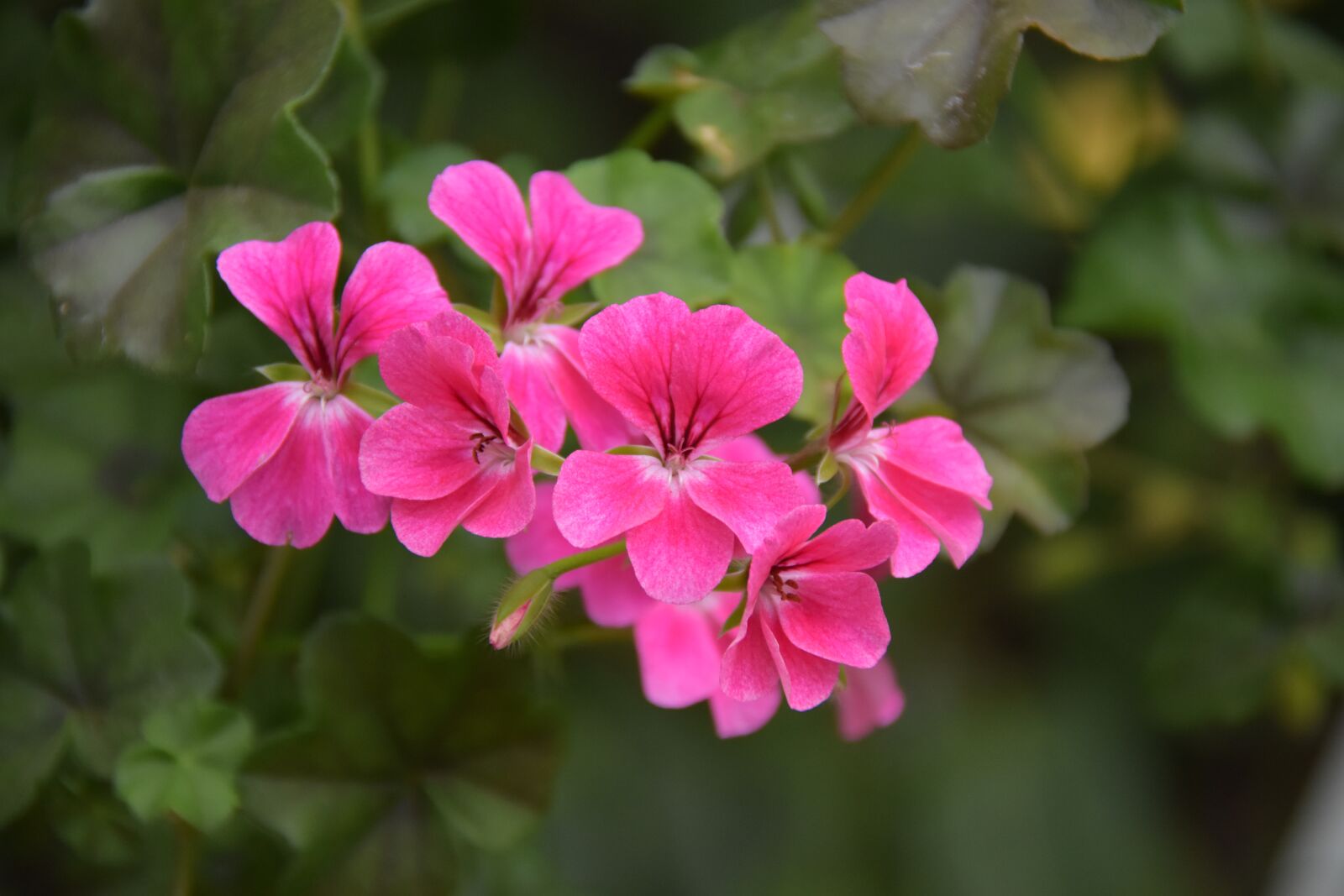 Nikon D7200 sample photo. Red, spring, blooming photography